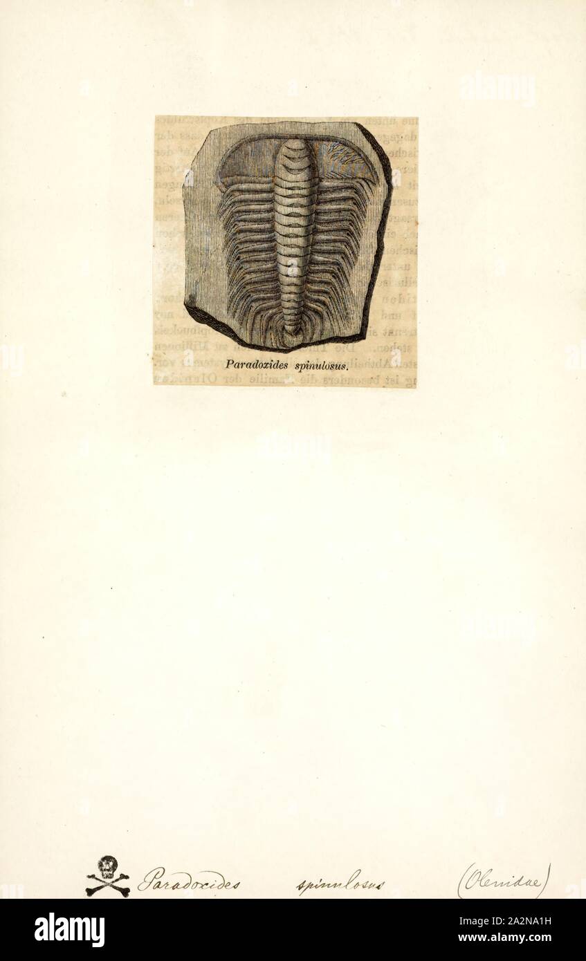 Paradoxides spinulosus, Print, Paradoxides is a genus of large to very large trilobites found throughout the world during the Mid Cambrian period. One record-breaking specimen of Paradoxides davidis is 37 cm (15 in). It has a semicircular head, free cheeks each ending with a long, narrow, recurved spine, and sickle-shaped eyes, providing almost 360° view, but only in the horizontal plane. Its elongated trunk was composed of 19-21 segments and was adorned with longish, recurved lateral spines. Its pygidium (caudal shield) was comparatively small. Paradoxides is a characteristic Middle Cambrian Stock Photo