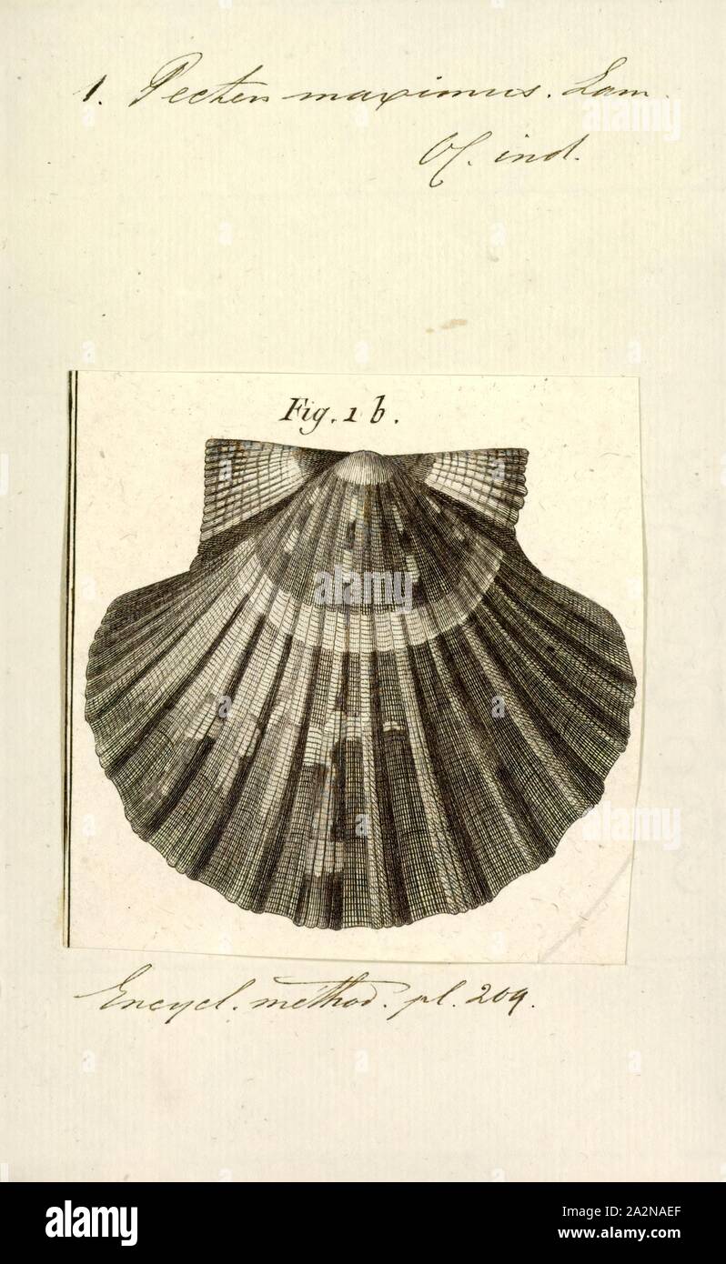 Pecten maximus, Print, Pecten maximus, common names the great scallop, king scallop, St James shell or escallop, is a northeast Atlantic species of scallop, an edible saltwater clam, a marine bivalve mollusc in the family Pectinidae. This is the type species of the genus. This species may be conspecific with Pecten jacobaeus, the pilgrim's scallop, which has a much more restricted distribution Stock Photo