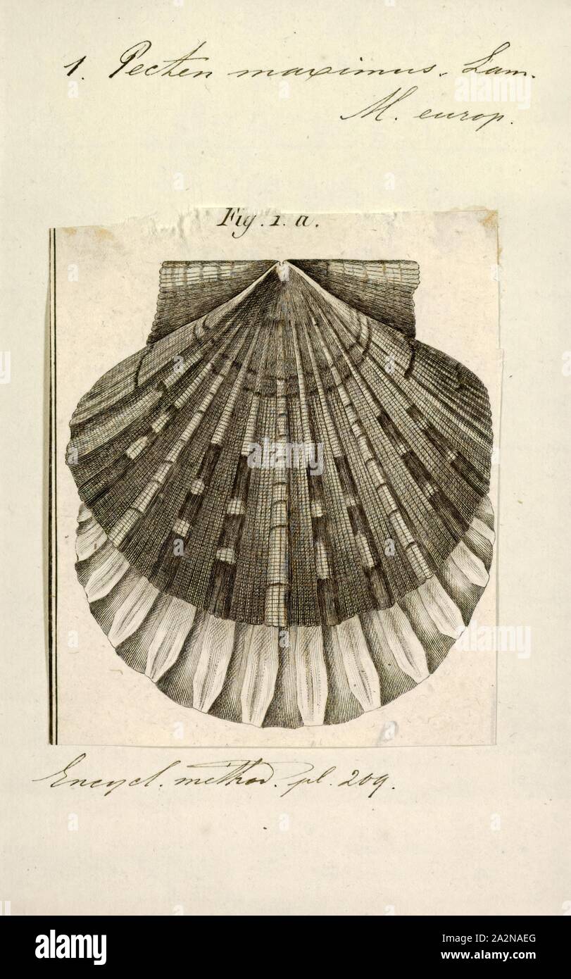 Pecten maximus, Print, Pecten maximus, common names the great scallop, king scallop, St James shell or escallop, is a northeast Atlantic species of scallop, an edible saltwater clam, a marine bivalve mollusc in the family Pectinidae. This is the type species of the genus. This species may be conspecific with Pecten jacobaeus, the pilgrim's scallop, which has a much more restricted distribution Stock Photo