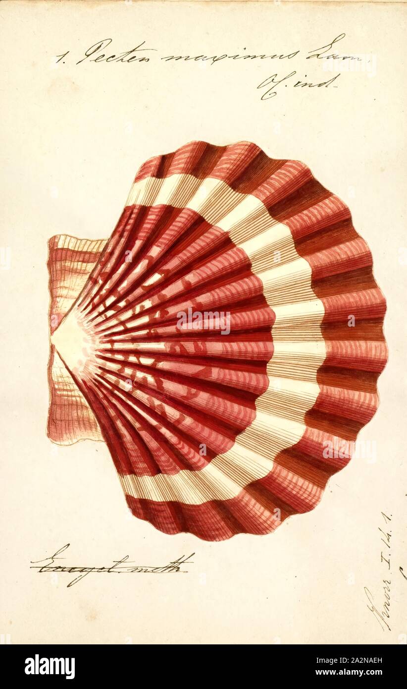 Pecten maximus, Print, Pecten maximus, common names the great scallop, king scallop, St James shell or escallop, is a northeast Atlantic species of scallop, an edible saltwater clam, a marine bivalve mollusc in the family Pectinidae. This is the type species of the genus. This species may be conspecific with Pecten jacobaeus, the pilgrim's scallop, which has a much more restricted distribution Stock Photo