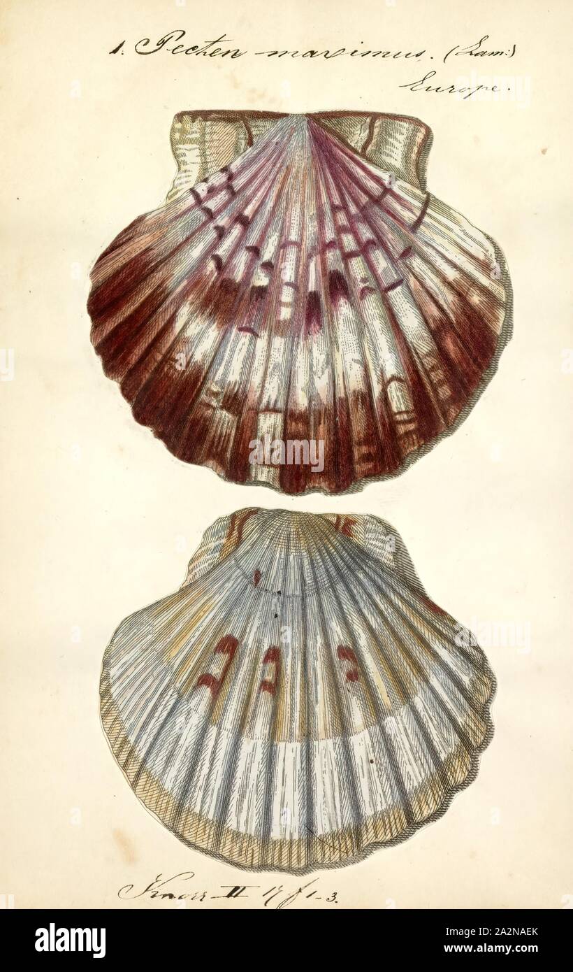 Pecten maximus, Print, Pecten maximus, common names the great scallop, king scallop, St James shell or escallop, is a northeast Atlantic species of scallop, an edible saltwater clam, a marine bivalve mollusc in the family Pectinidae. This is the type species of the genus. This species may be conspecific with Pecten jacobaeus, the pilgrim's scallop, which has a much more restricted distribution Stock Photo
