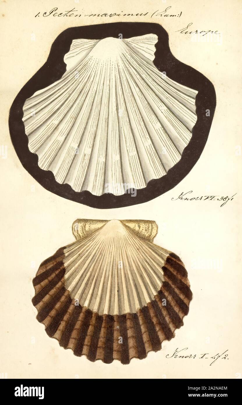 Pecten maximus, Print, Pecten maximus, common names the great scallop, king scallop, St James shell or escallop, is a northeast Atlantic species of scallop, an edible saltwater clam, a marine bivalve mollusc in the family Pectinidae. This is the type species of the genus. This species may be conspecific with Pecten jacobaeus, the pilgrim's scallop, which has a much more restricted distribution Stock Photo