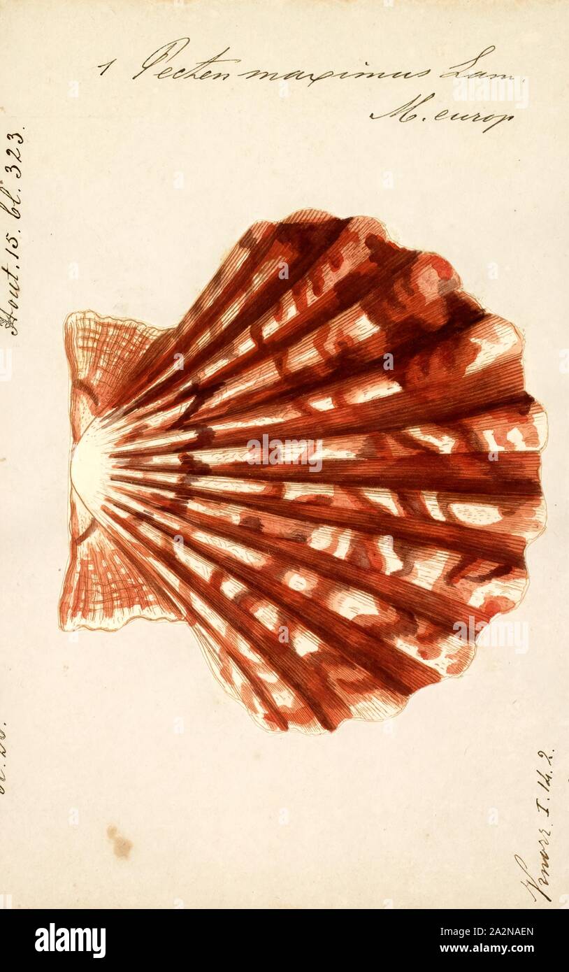 Pecten maximus, Print, Pecten maximus, common names the great scallop, king scallop, St James shell or escallop, is a northeast Atlantic species of scallop, an edible saltwater clam, a marine bivalve mollusc in the family Pectinidae. This is the type species of the genus. This species may be conspecific with Pecten jacobaeus, the pilgrim's scallop, which has a much more restricted distribution Stock Photo