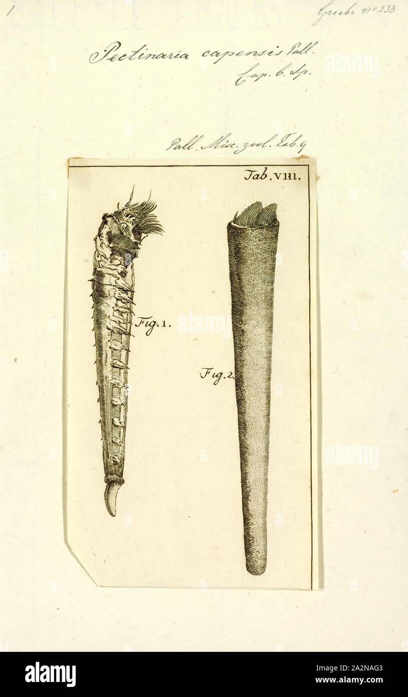 Pectinaria capensis, Print Stock Photo