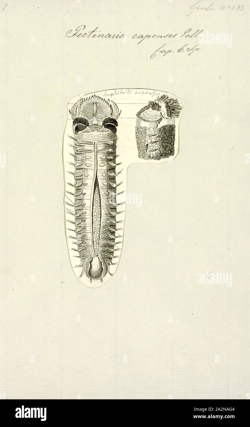 Pectinaria capensis, Print Stock Photo