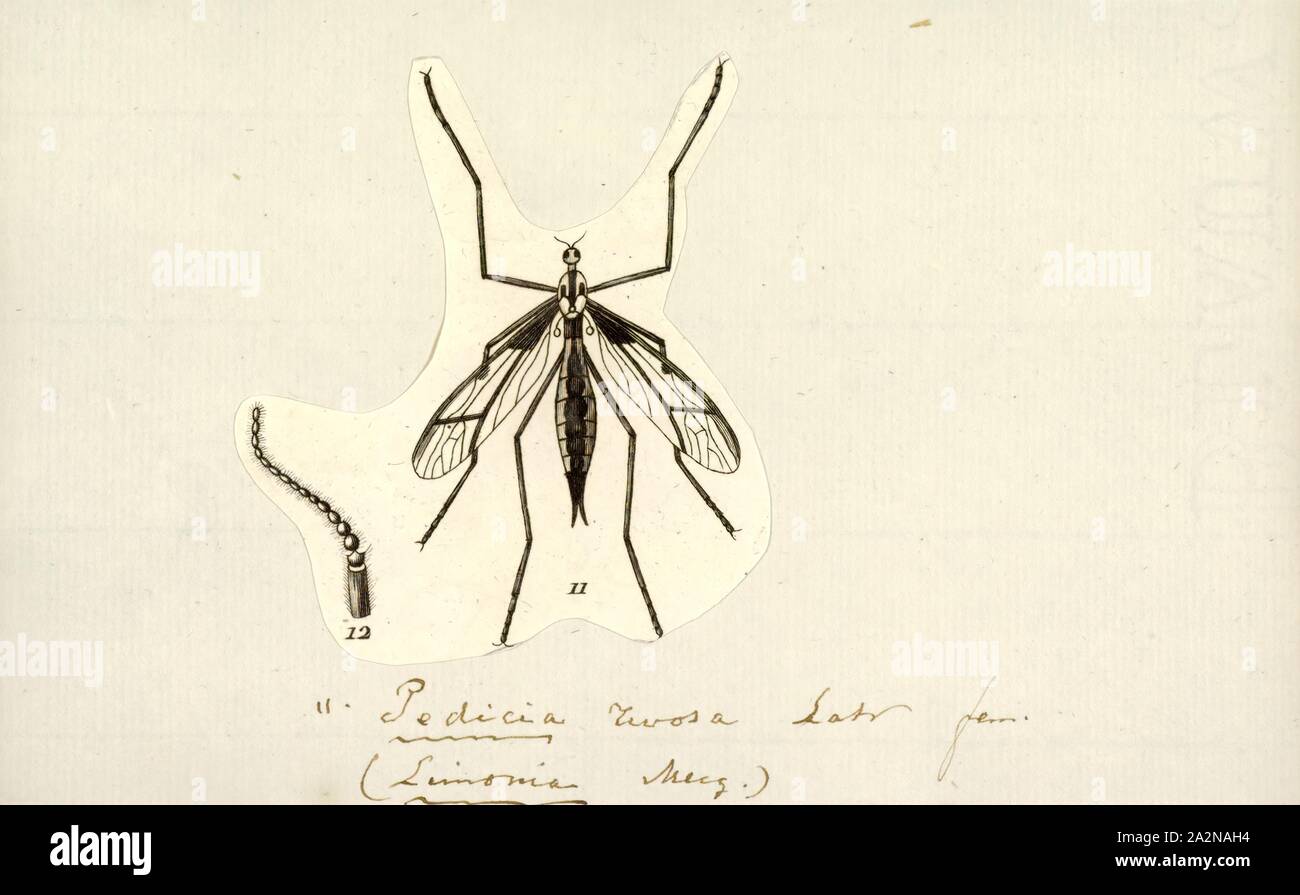 Pedicia, Print, Pedicia is a genus of hairy-eyed craneflies (family Pediciidae Stock Photo
