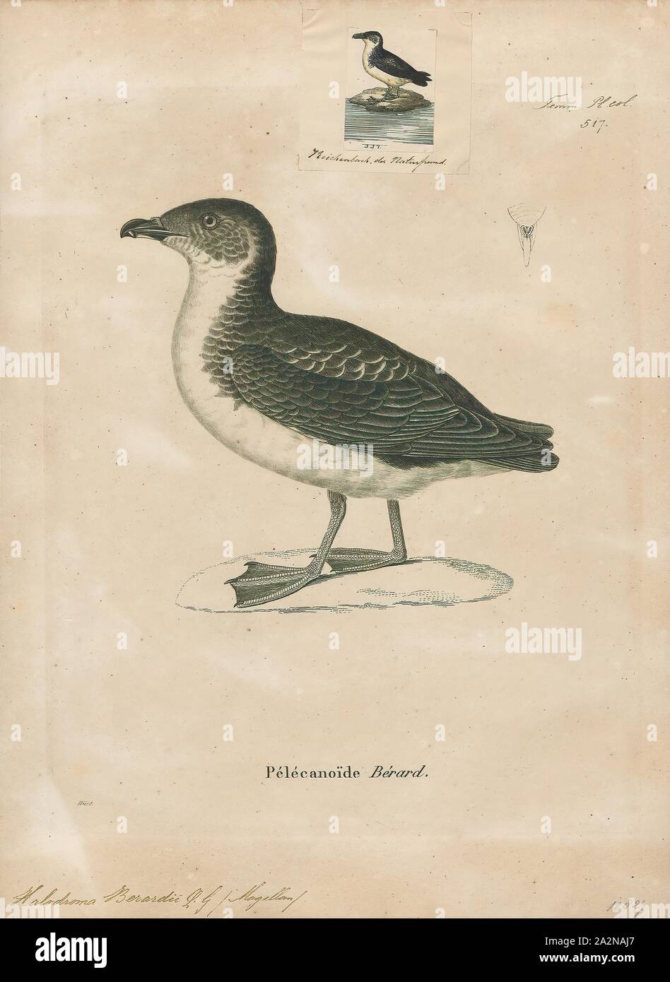 Pelecanoides berardi, Print, Diving petrel, The diving petrels are seabirds in the bird order Procellariiformes. There are five very similar species all in the family Procellariidae and genus Pelecanoides (Lacépède, 1799), distinguished only by small differences in the coloration of their plumage, habitat, and bill construction. They are only found in the Southern Hemisphere. Some authorities place the diving petrels in their own family, the Pelecanoididae.[2], 1700-1880 Stock Photo