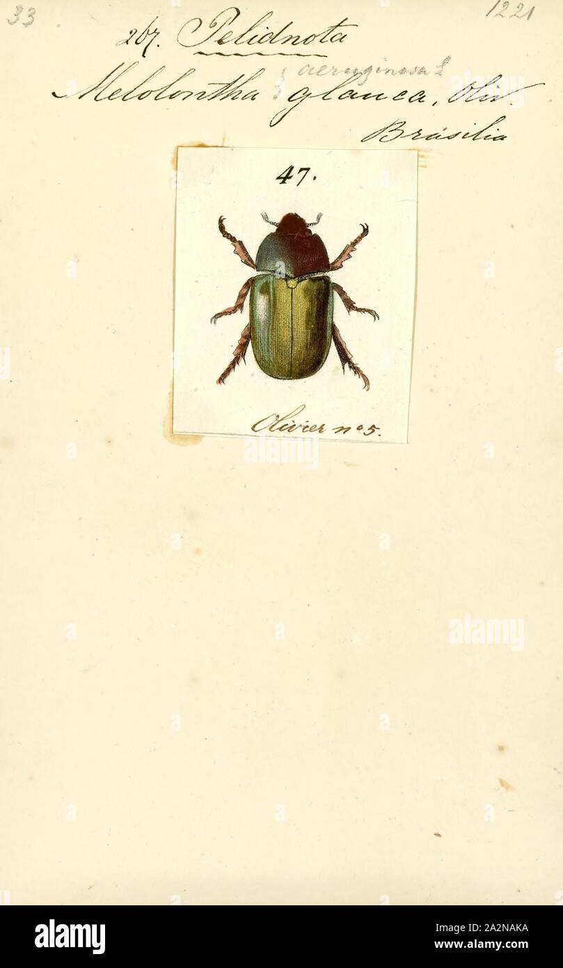 Pelidnota, Print, Pelidnota is a genus of beetles belonging to the Scarabaeidae family Stock Photo