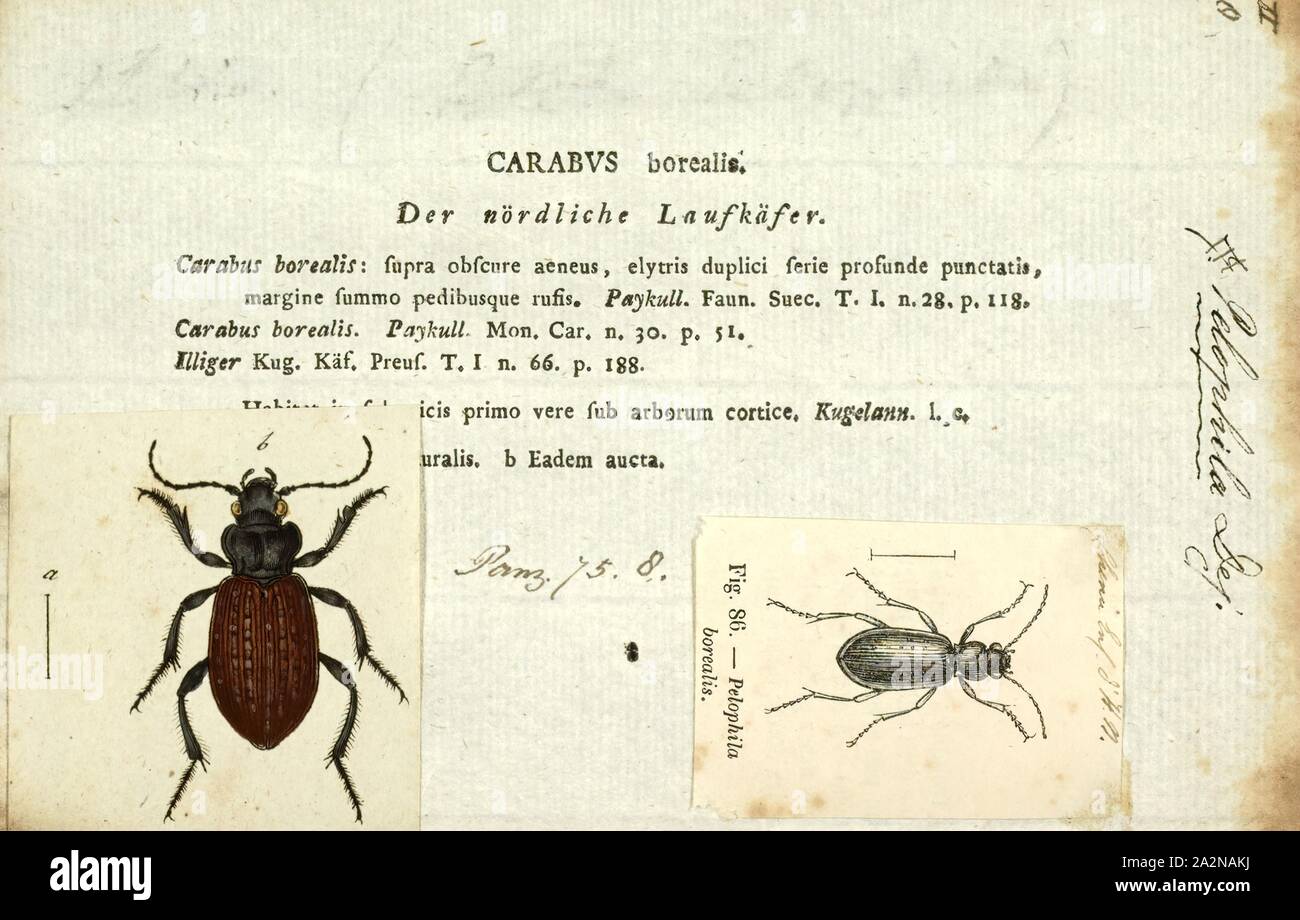 Pelophila, Print, Pelophila is a genus of beetles in the ground beetle family Stock Photo