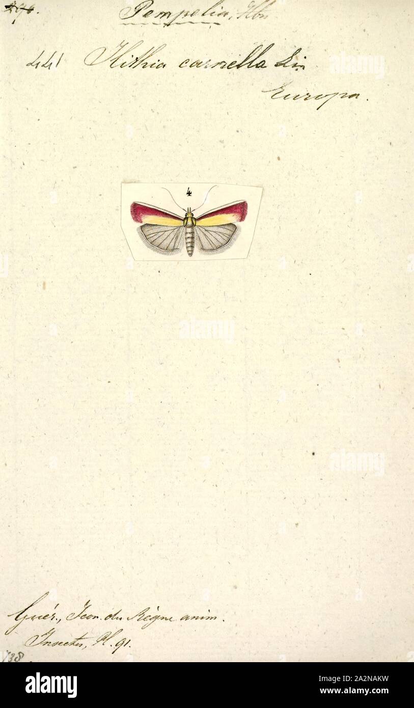 Pempelia, Print, Pempelia is a genus of moths of the family Pyralidae described by Jacob Hübner in 1825 Stock Photo