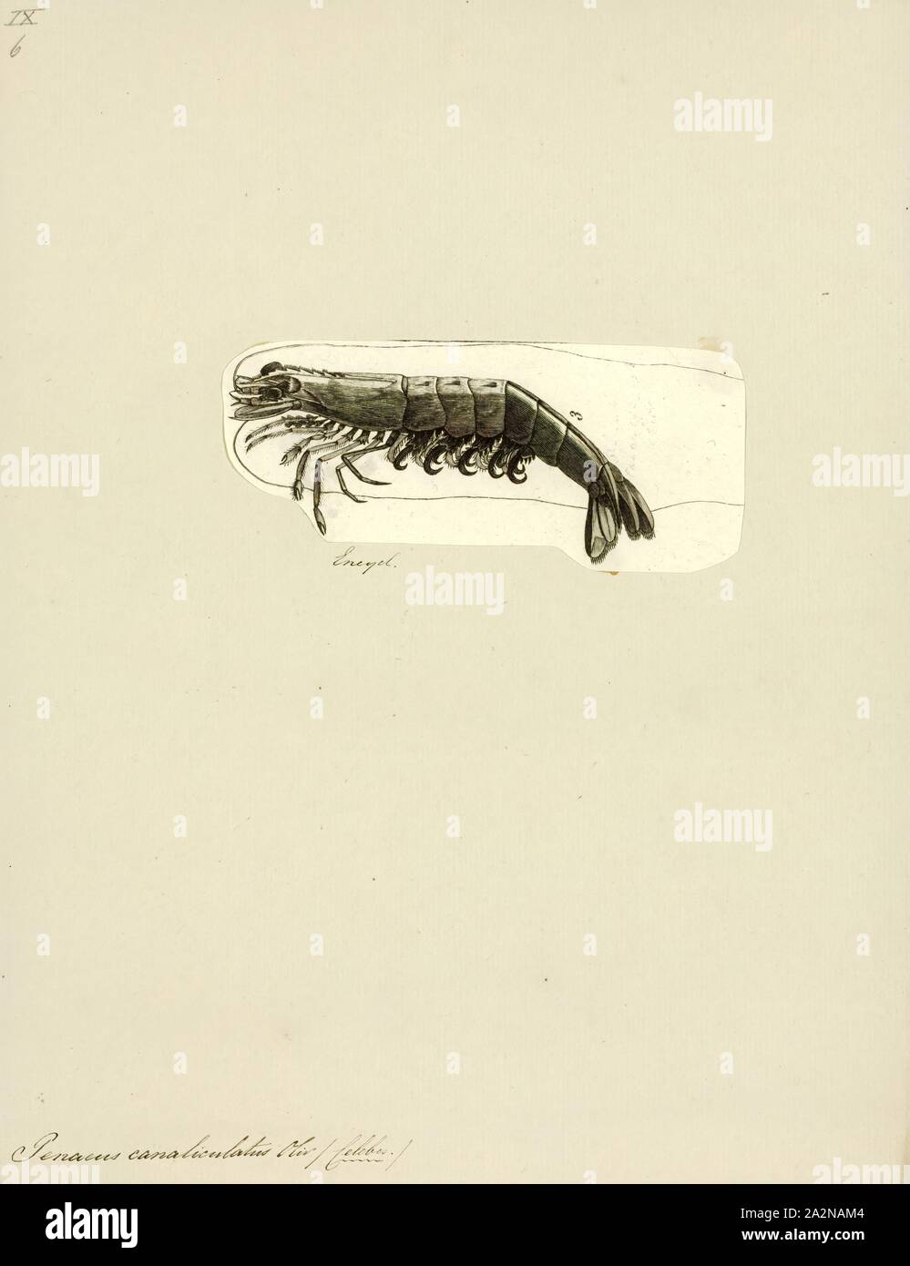 Penaeus canaliculatus, Print, Penaeus is a genus of Papus, including the  giant tiger prawn (P. monodon), the most important species of farmed  crustacean worldwide. The genus has been reorganised following a proposition