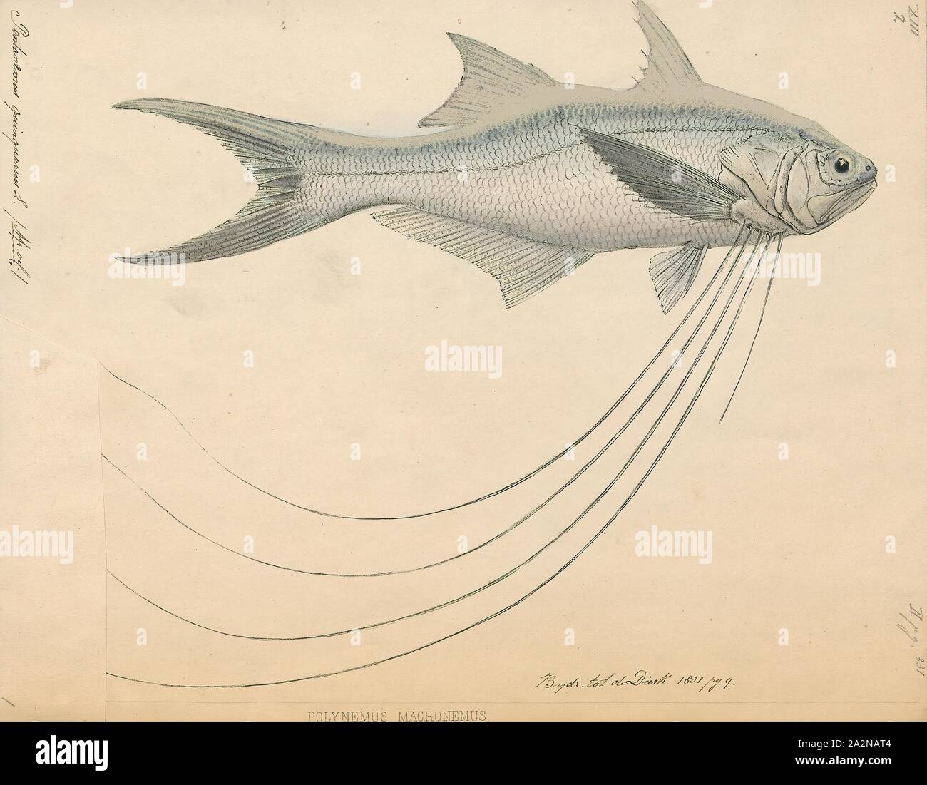 Royal threadfin hires stock photography and images Alamy