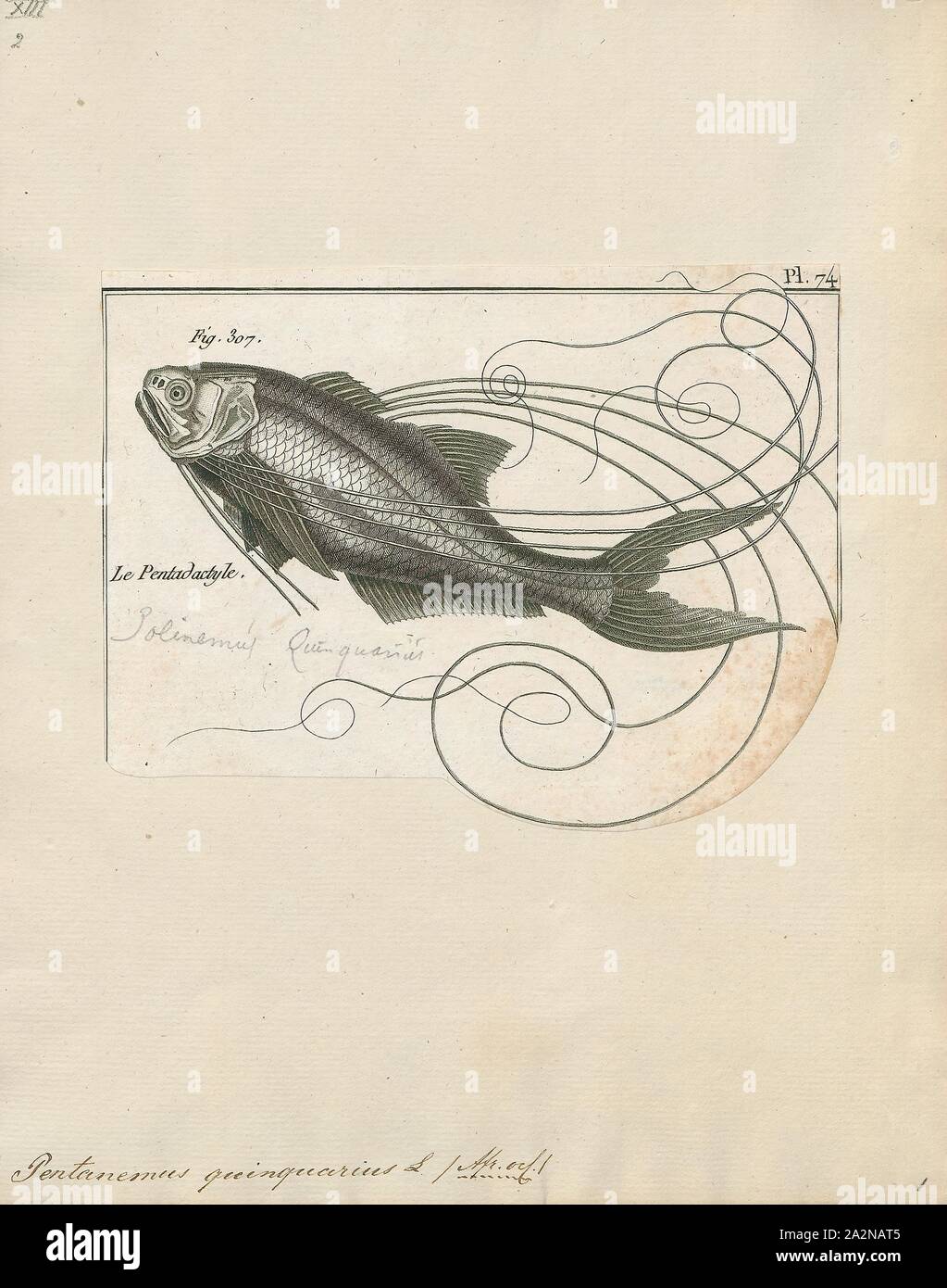 Royal threadfin hires stock photography and images Alamy