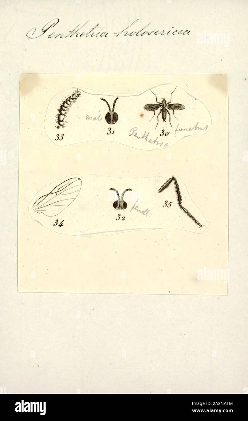 Penthetria, Print, Penthetria is a genus of March flies (Bibionidae Stock Photo