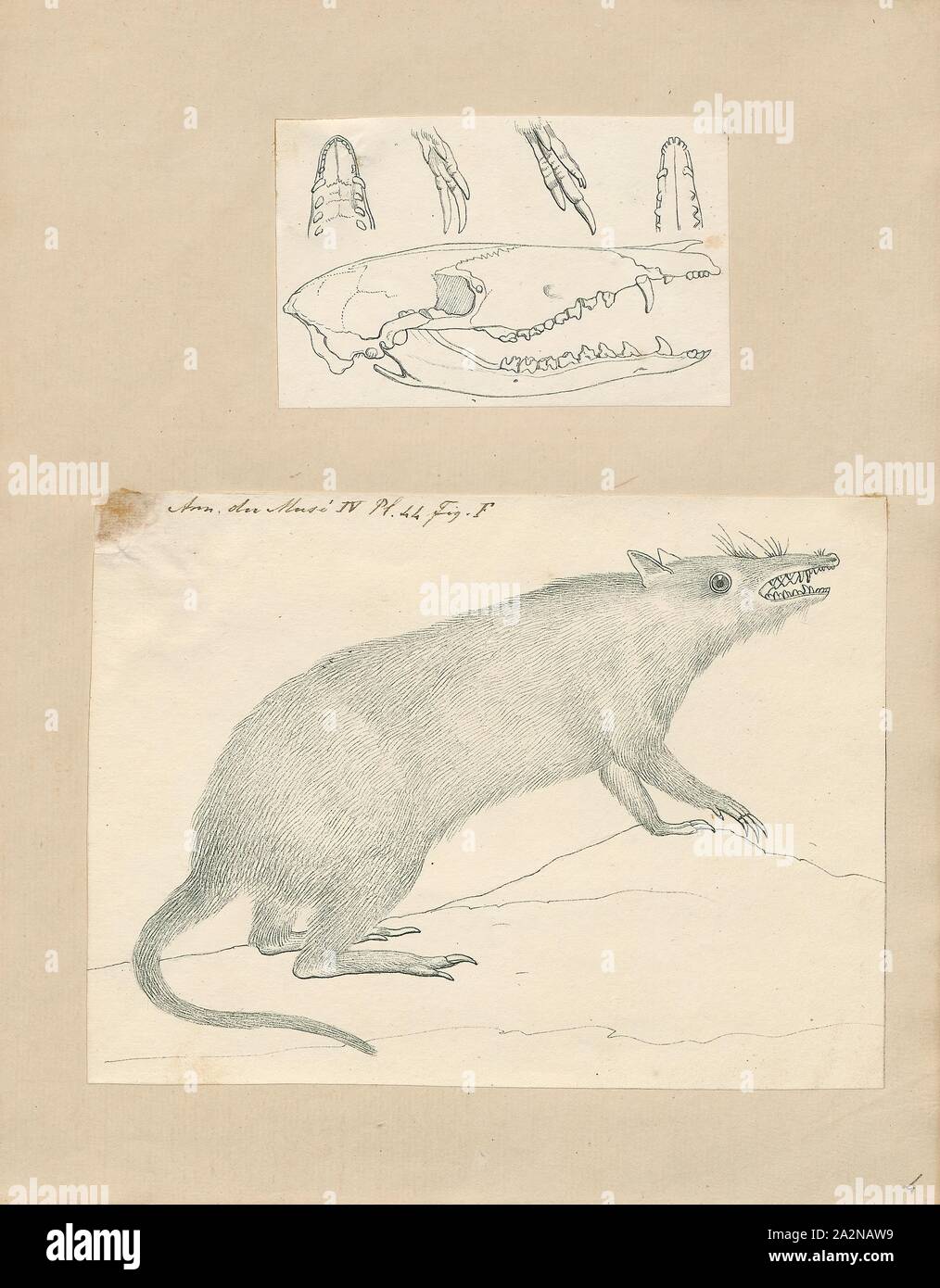 Perameles nasuta, Print, The long-nosed bandicoot (Perameles nasuta) is a species of bandicoot found in eastern Australia, from north Queensland along the east coast to Victoria. Around 40 centimetres (16 in) long, it is sandy- or grey-brown with a long snouty nose. Omnivorous, it forages for invertebrates, fungi and plants at night., 1700-1880 Stock Photo