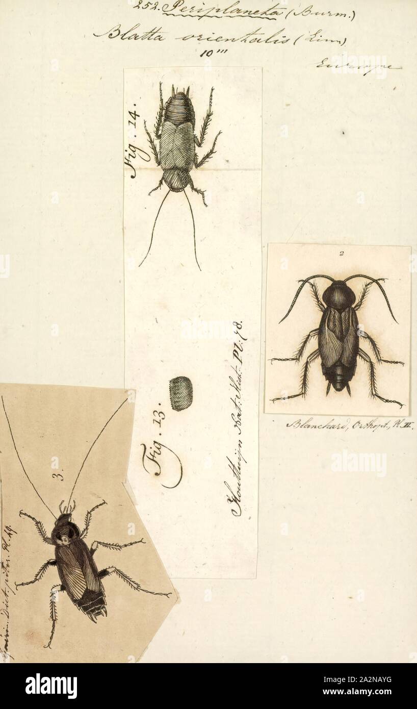 Periplaneta, Print, Periplaneta is a genus of cockroaches Stock Photo