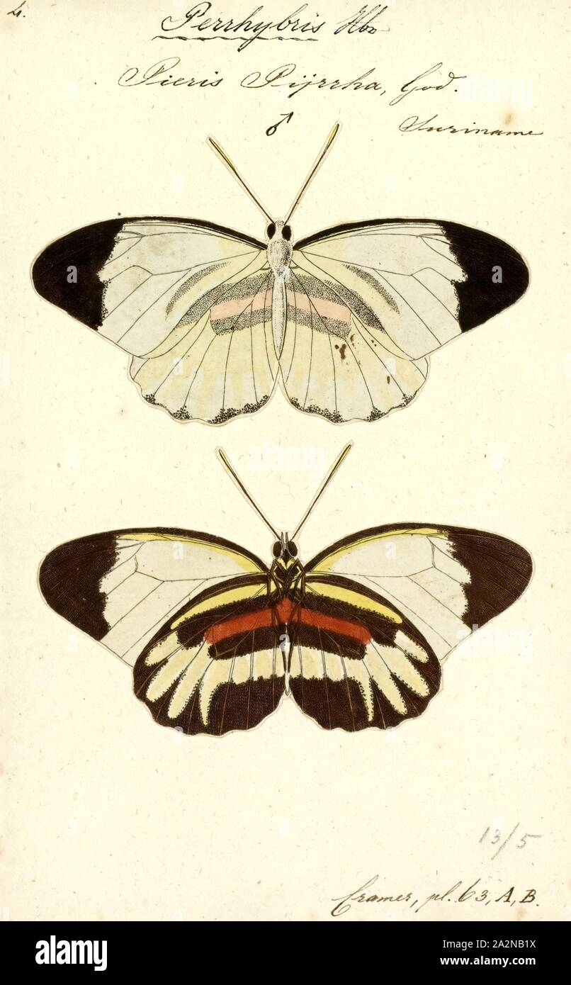 Perrhybris, Print, Perrhybris is a Neotropical genus of butterflies in the family Pieridae Stock Photo