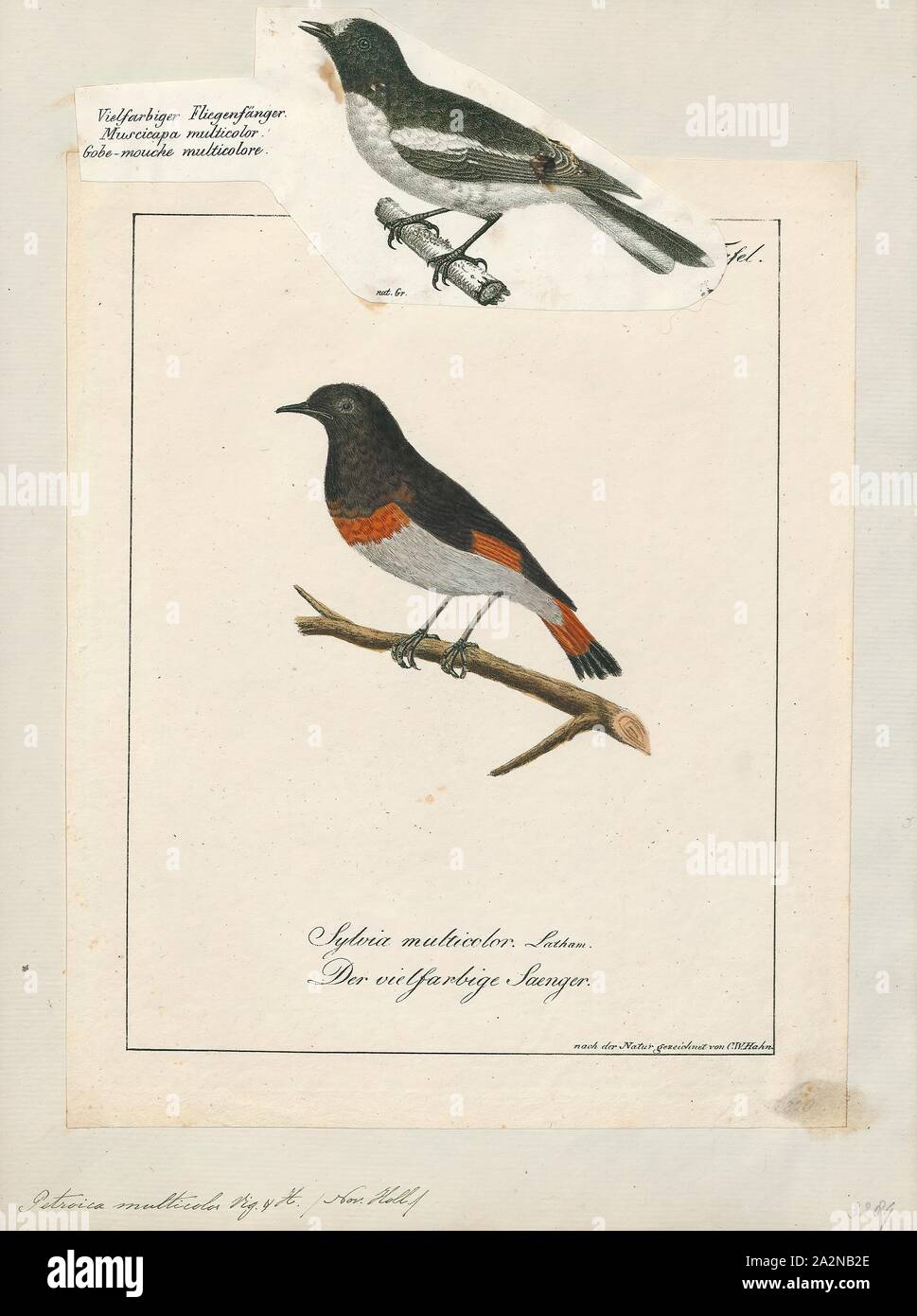 Petroica multicolor, Print, The Norfolk robin (Petroica multicolor), also known as the Norfolk Island scarlet robin or Norfolk Island robin, is a small bird in the Australasian robin family, Petroicidae. It is endemic to Norfolk Island, an Australian territory in the Tasman Sea, between Australia and New Zealand Stock Photo