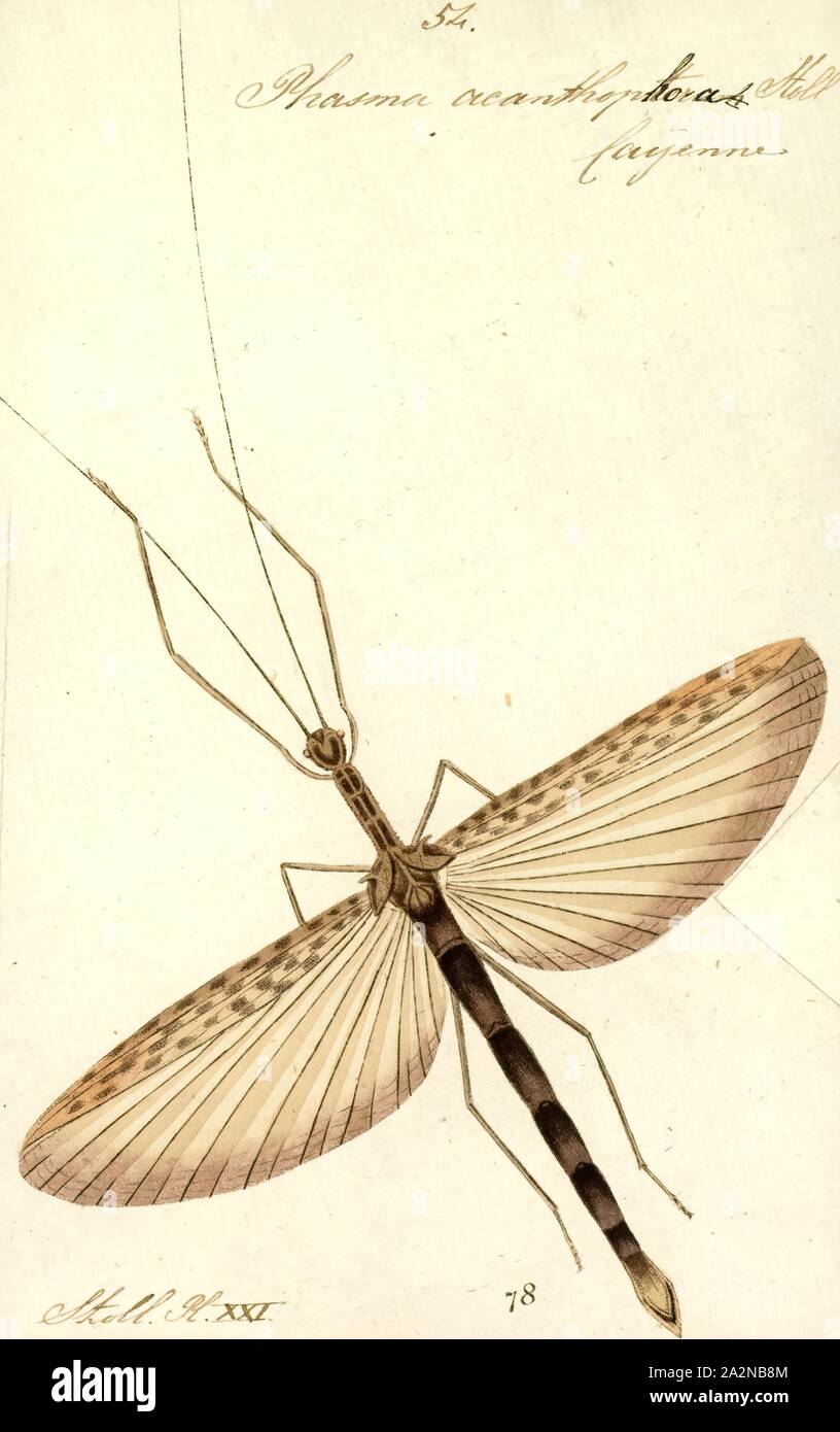 Phasma, Print, Phasma is an Australasian genus of stick insects in the