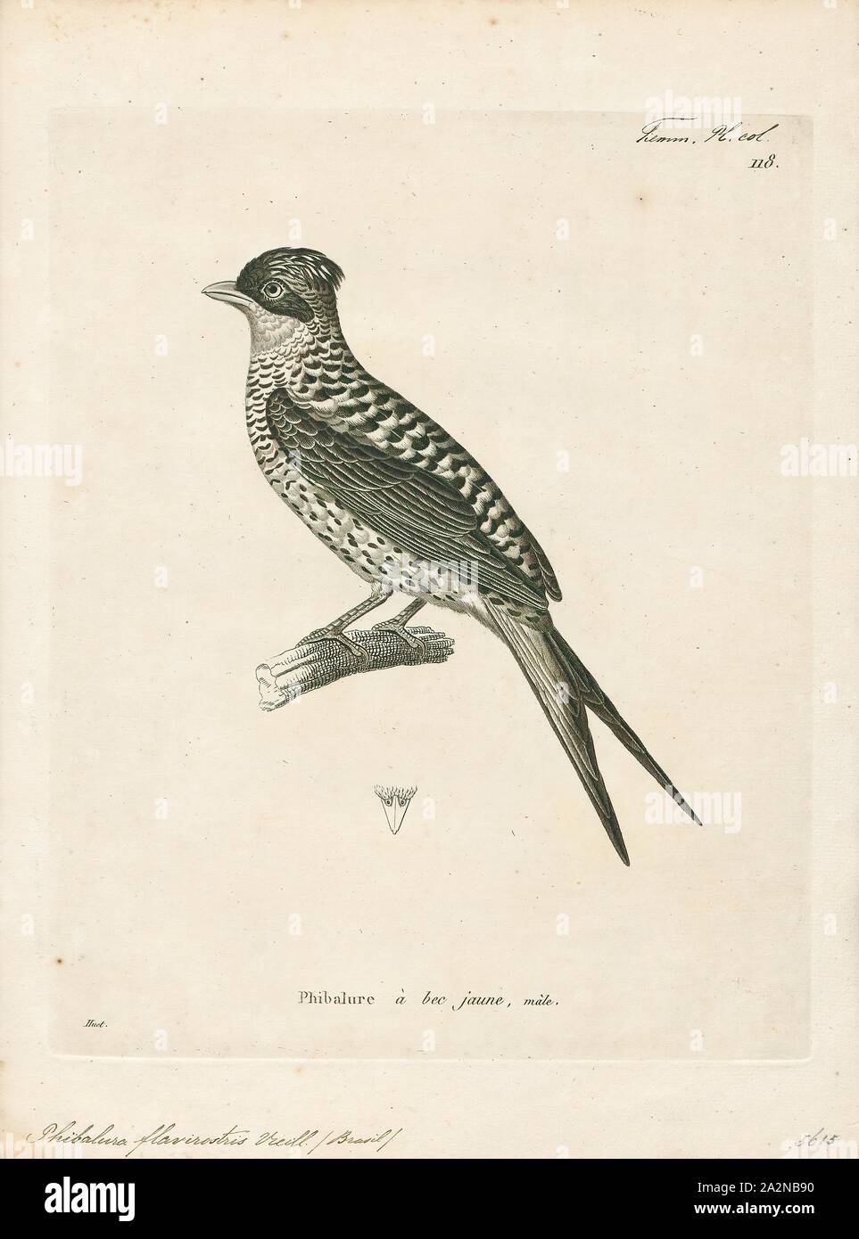 Phibalura flavirostris, Print, The swallow-tailed cotinga (Phibalura flavirostris) is a species of passerine bird in the family Cotingidae. It is the only member of the genus Phibalura., 1700-1880 Stock Photo