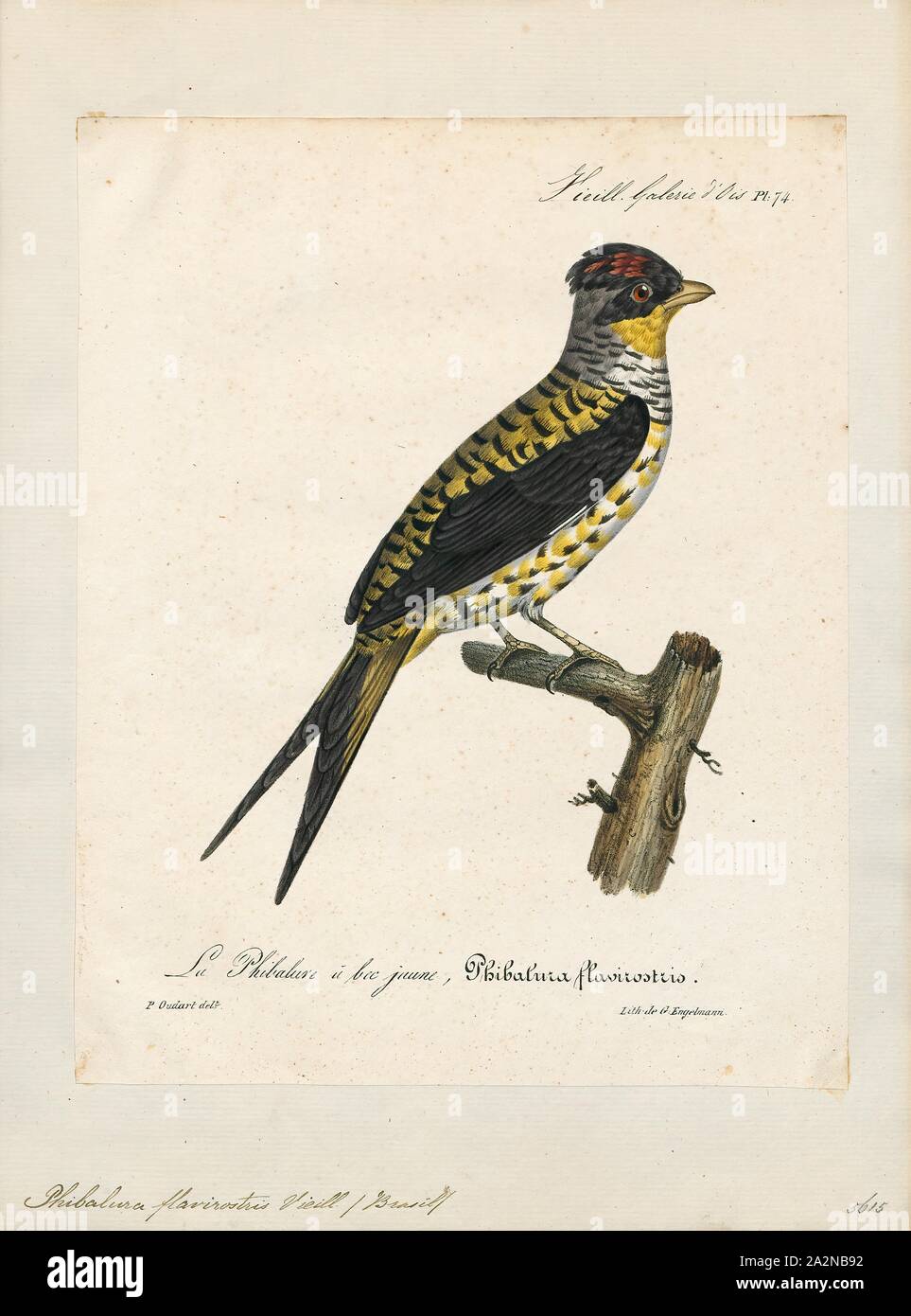 Phibalura flavirostris, Print, The swallow-tailed cotinga (Phibalura flavirostris) is a species of passerine bird in the family Cotingidae. It is the only member of the genus Phibalura., 1825-1834 Stock Photo