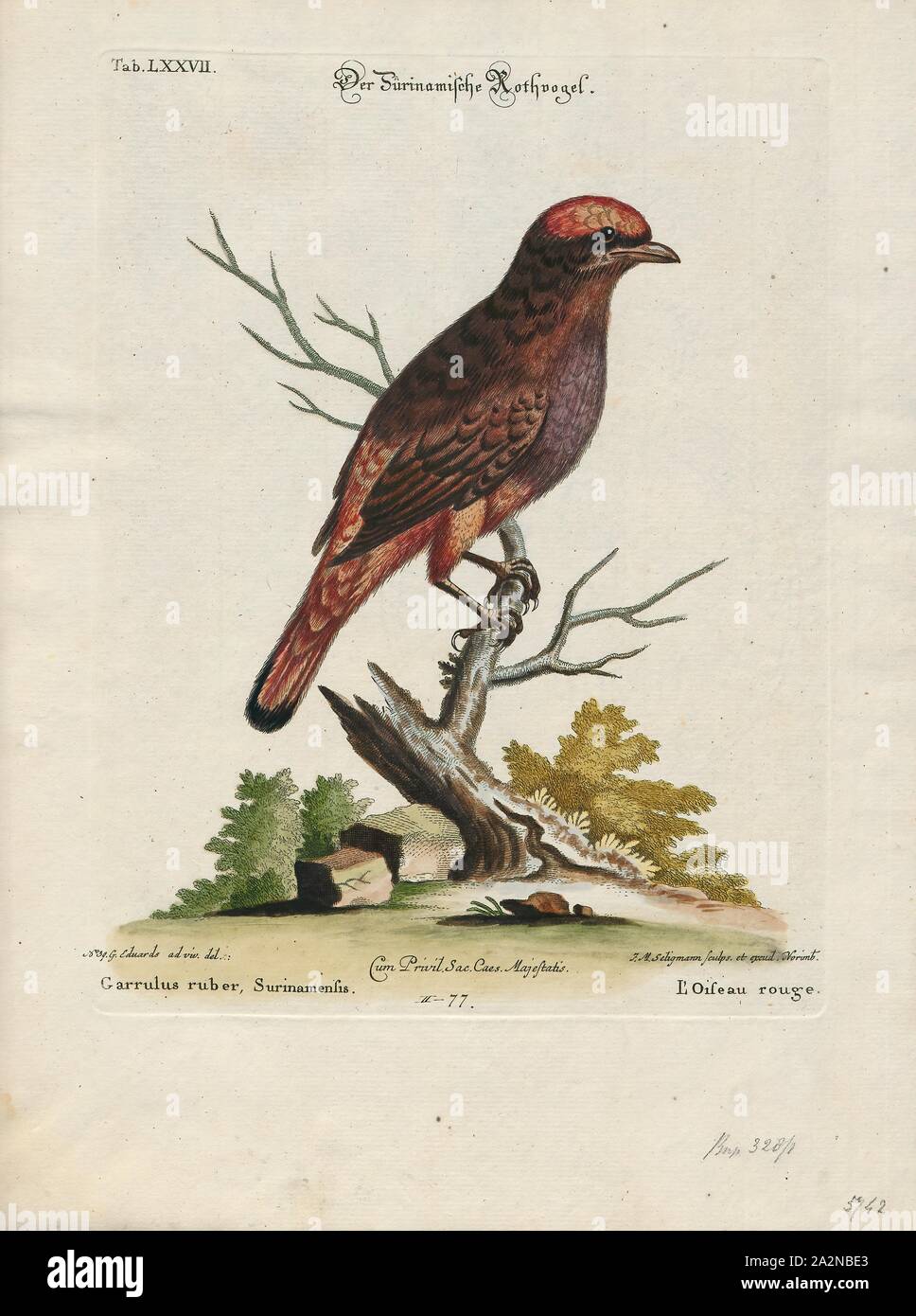 Phoenicircus Carnifex Print The Guianan Red Cotinga Phoenicircus Carnifex Is A Species Of Bird In The Phoenicircus Carnifex Print The Guianan Red Cotinga Phoenicircus Carnifex Is A Species Of Bird In The