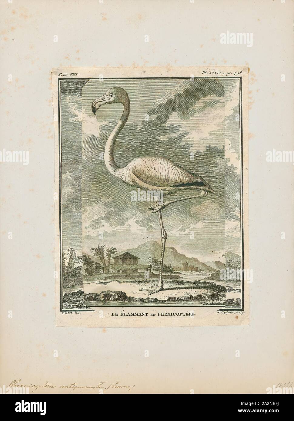 Phoenicopterus antiquorum, Print, The greater flamingo (Phoenicopterus roseus) is the most widespread and largest species of the flamingo family. It is found in Africa, on the Indian subcontinent, in the Middle East, and in southern Europe., 1700-1880 Stock Photo