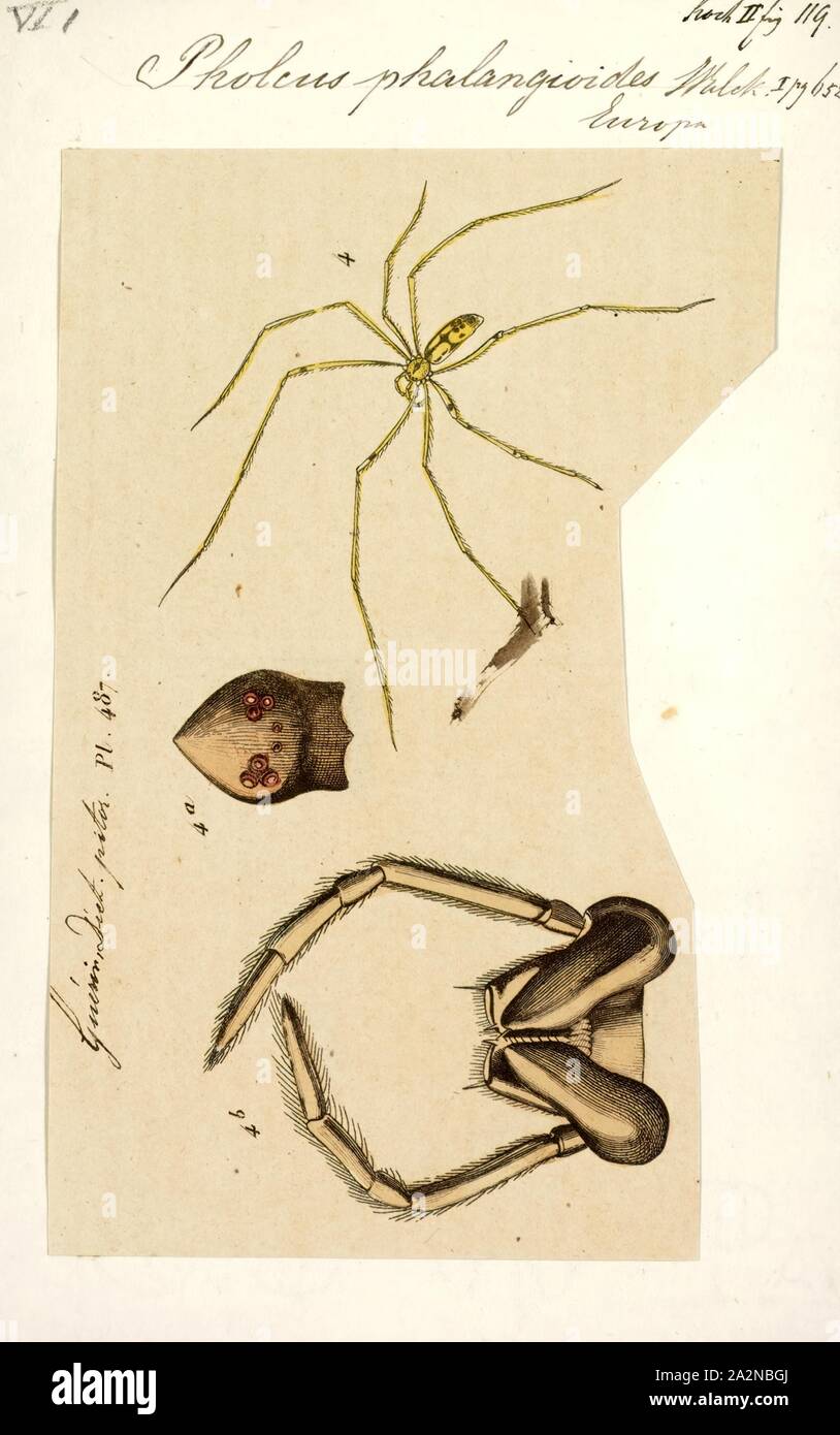 Pholcus, Print, The spider genus Pholcus contains the cellar spider P. phalangioides, often called the 'daddy longlegs'. There are 321 accepted species in the genus according to May 2016 in World Spider Catalog Stock Photo