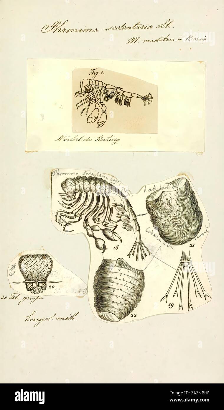 Phronima sedentaria, Print, Phronima sedentaria is a species of amphipod crustaceans found in oceans at a depth of up to 1 km (0.6 mi Stock Photo