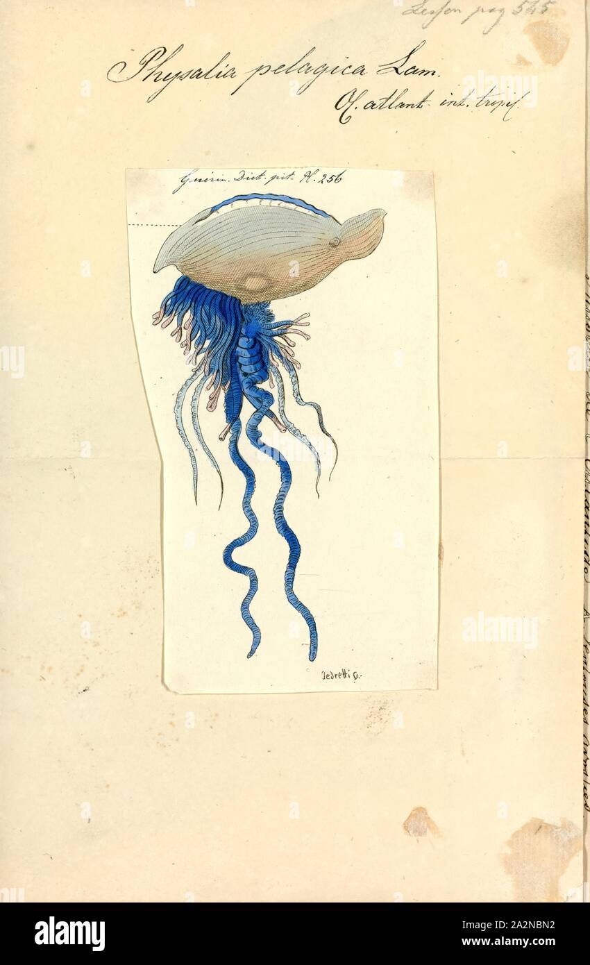 Physalia pelagica, Print, The Portuguese man o' war (Physalia physalis), also known as the man-of-war, is a marine hydrozoan found in the Atlantic, Indian and Pacific Oceans. It is one of two species in the genus Physalia, along with the Pacific man o' war (or Australian blue bottle), Physalia utriculus. Physalia is the only genus in the family Physaliidae. Its long tentacles deliver a painful sting, which is venomous and powerful enough to kill fish and even humans. Despite its appearance, the Portuguese man o' war is not a true jellyfish but a siphonophore, which is not actually a single Stock Photo