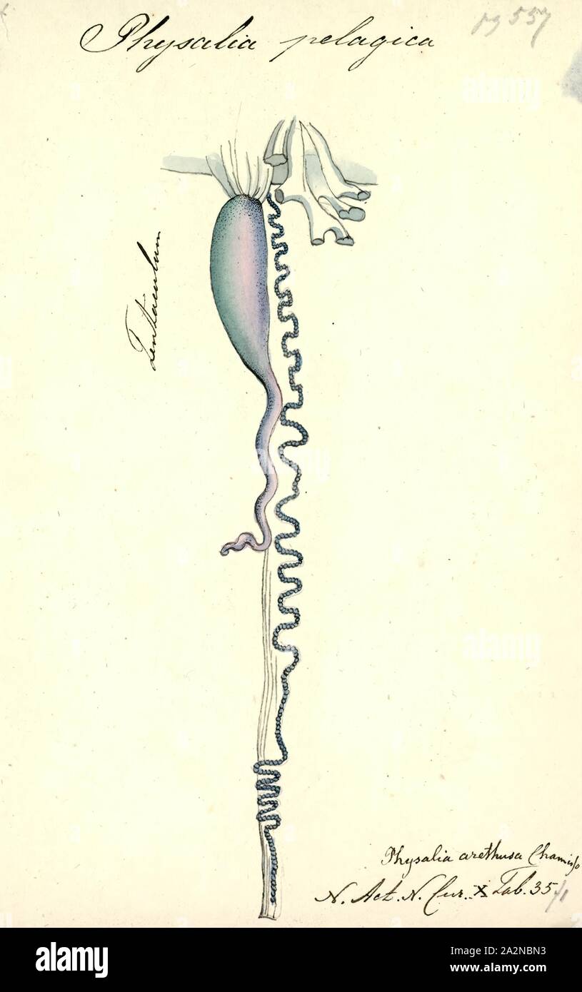 Physalia pelagica, Print, The Portuguese man o' war (Physalia physalis), also known as the man-of-war, is a marine hydrozoan found in the Atlantic, Indian and Pacific Oceans. It is one of two species in the genus Physalia, along with the Pacific man o' war (or Australian blue bottle), Physalia utriculus. Physalia is the only genus in the family Physaliidae. Its long tentacles deliver a painful sting, which is venomous and powerful enough to kill fish and even humans. Despite its appearance, the Portuguese man o' war is not a true jellyfish but a siphonophore, which is not actually a single Stock Photo