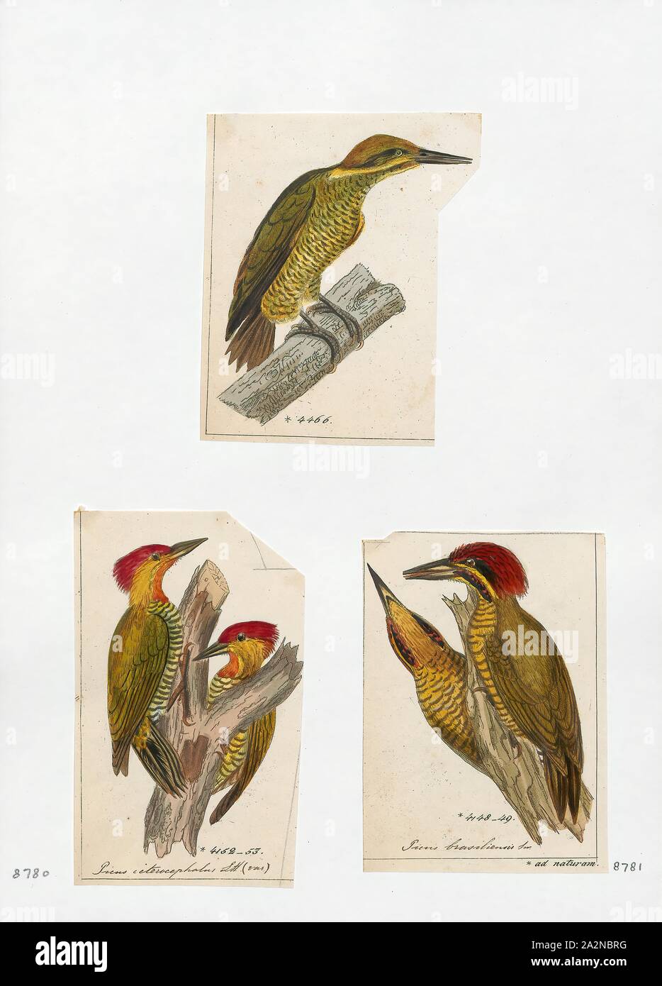 Picus Origin Picus, Print, 1700-1880 Stock Photo - Alamy
