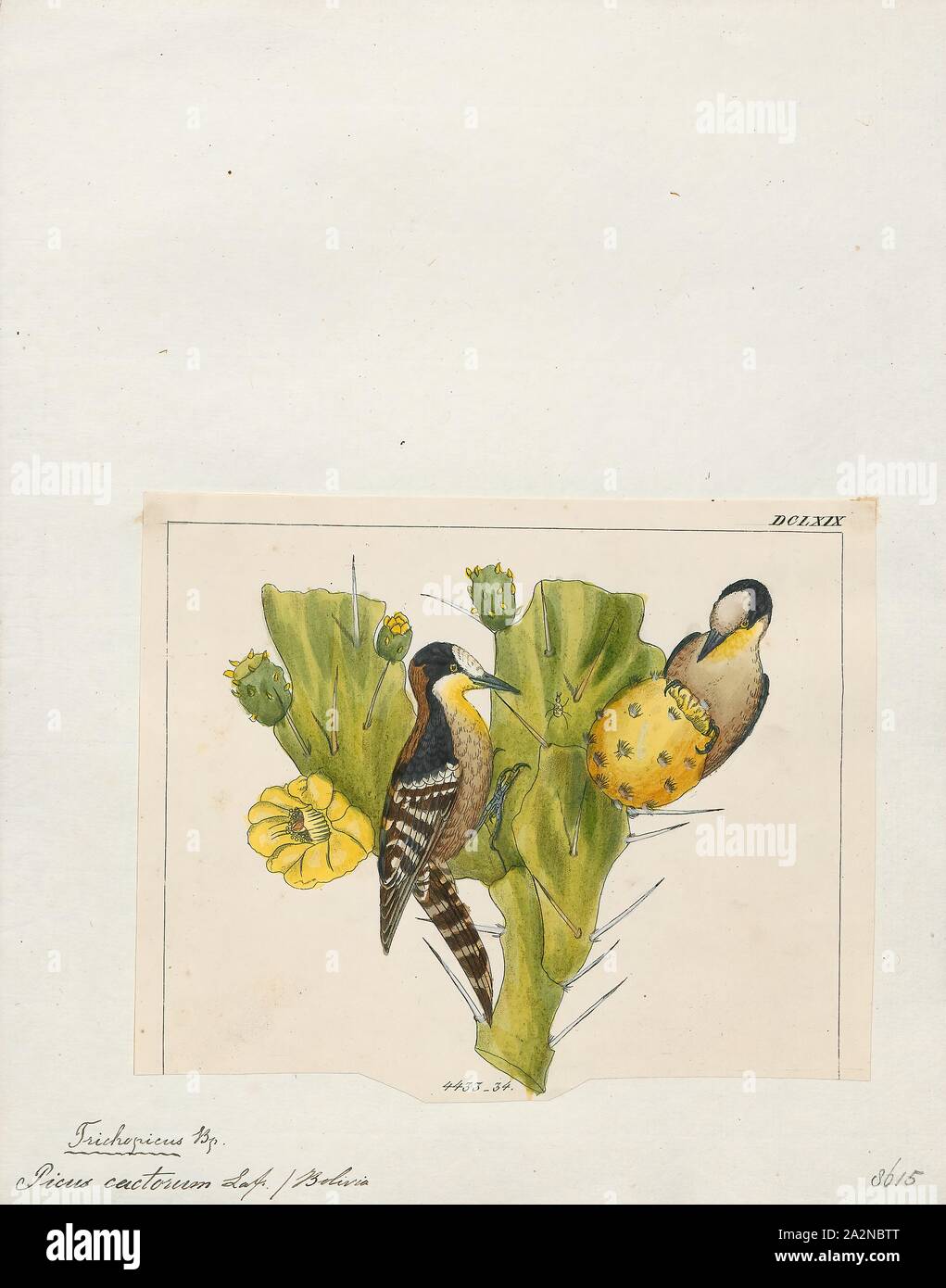 Picus cactorum, Print, 1820-1860 Stock Photo