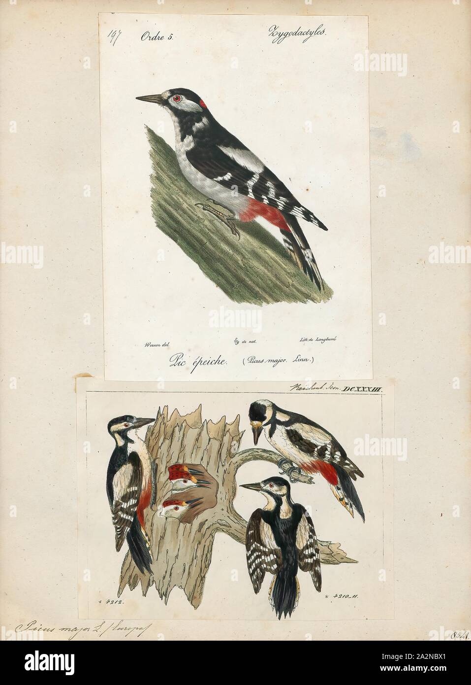 Picus Origin Picus major, Print, 1700-1880 Stock Photo - Alamy