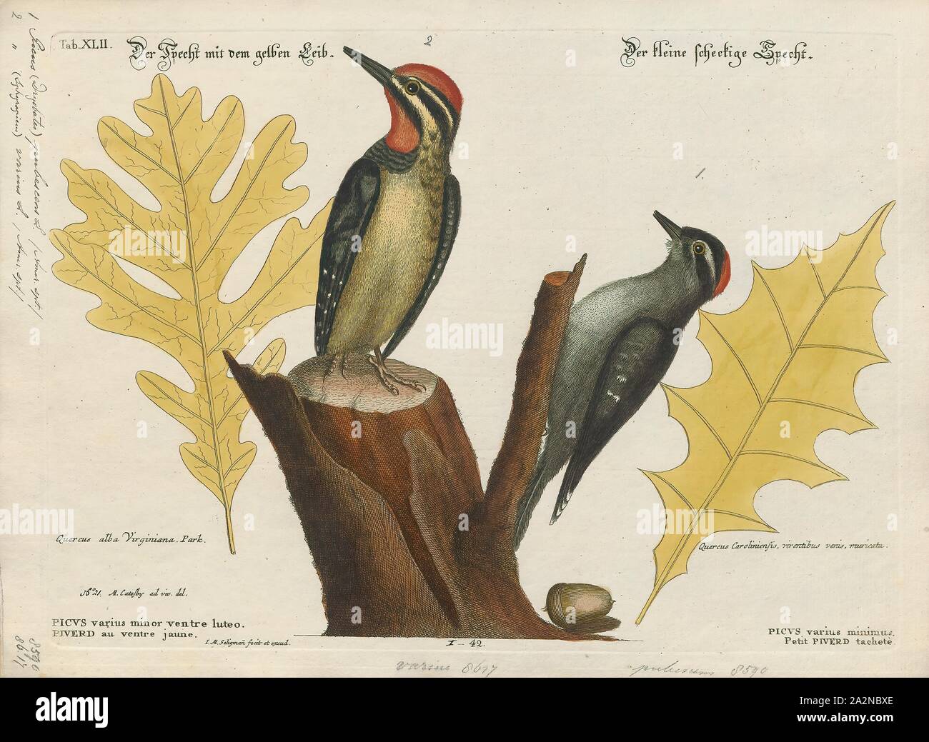 Picus Origin Picus Pubescens High Resolution Stock Photography and Images - Alamy