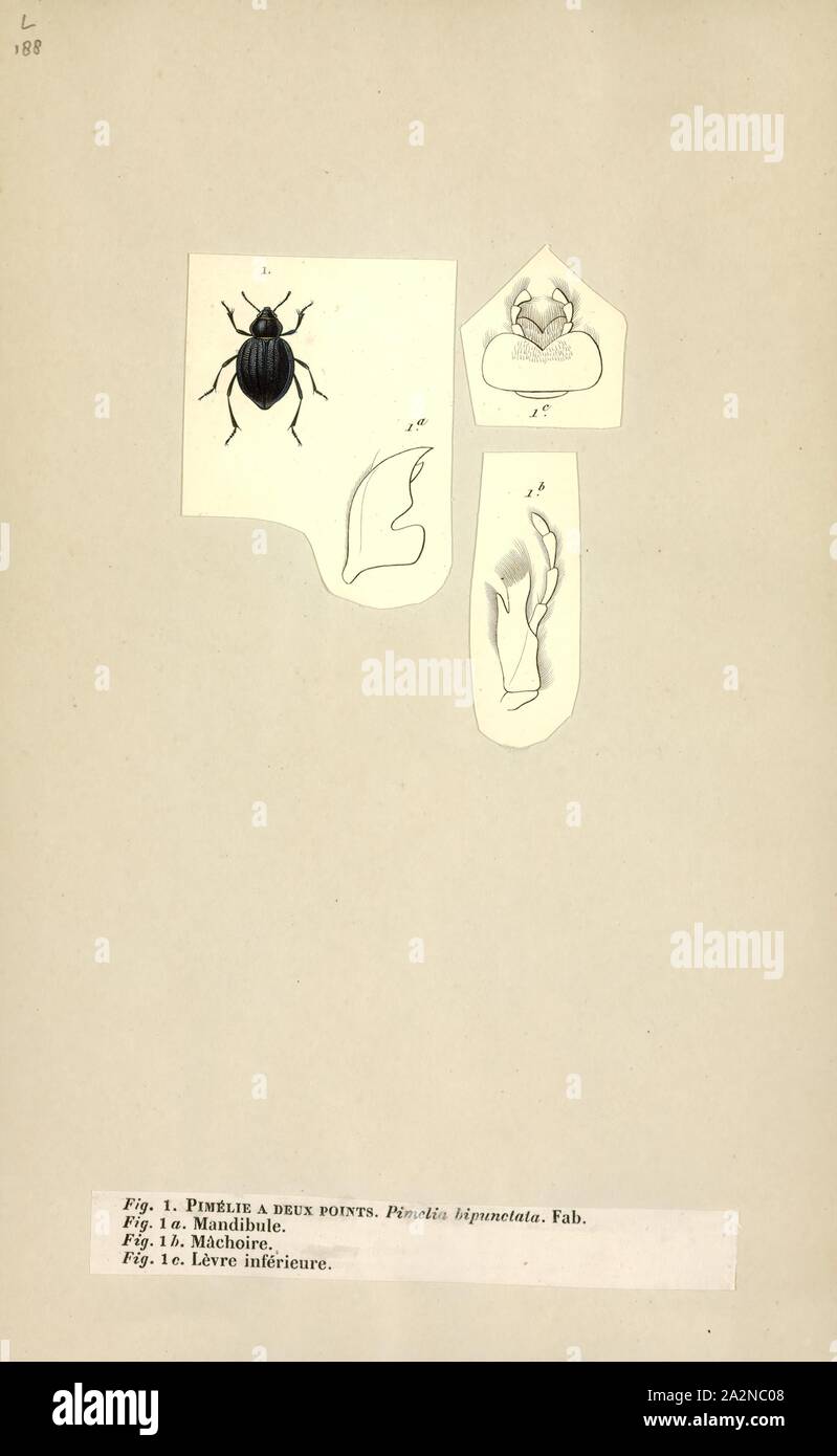 Pimelia, Print, Pimelia is a genus of darkling beetles in the subfamily Pimeliinae Stock Photo