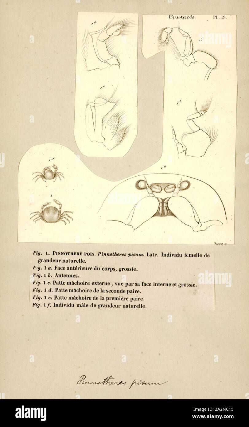 Pinnotheres pisum, Print, The pea crab, Pinnotheres pisum, is a small