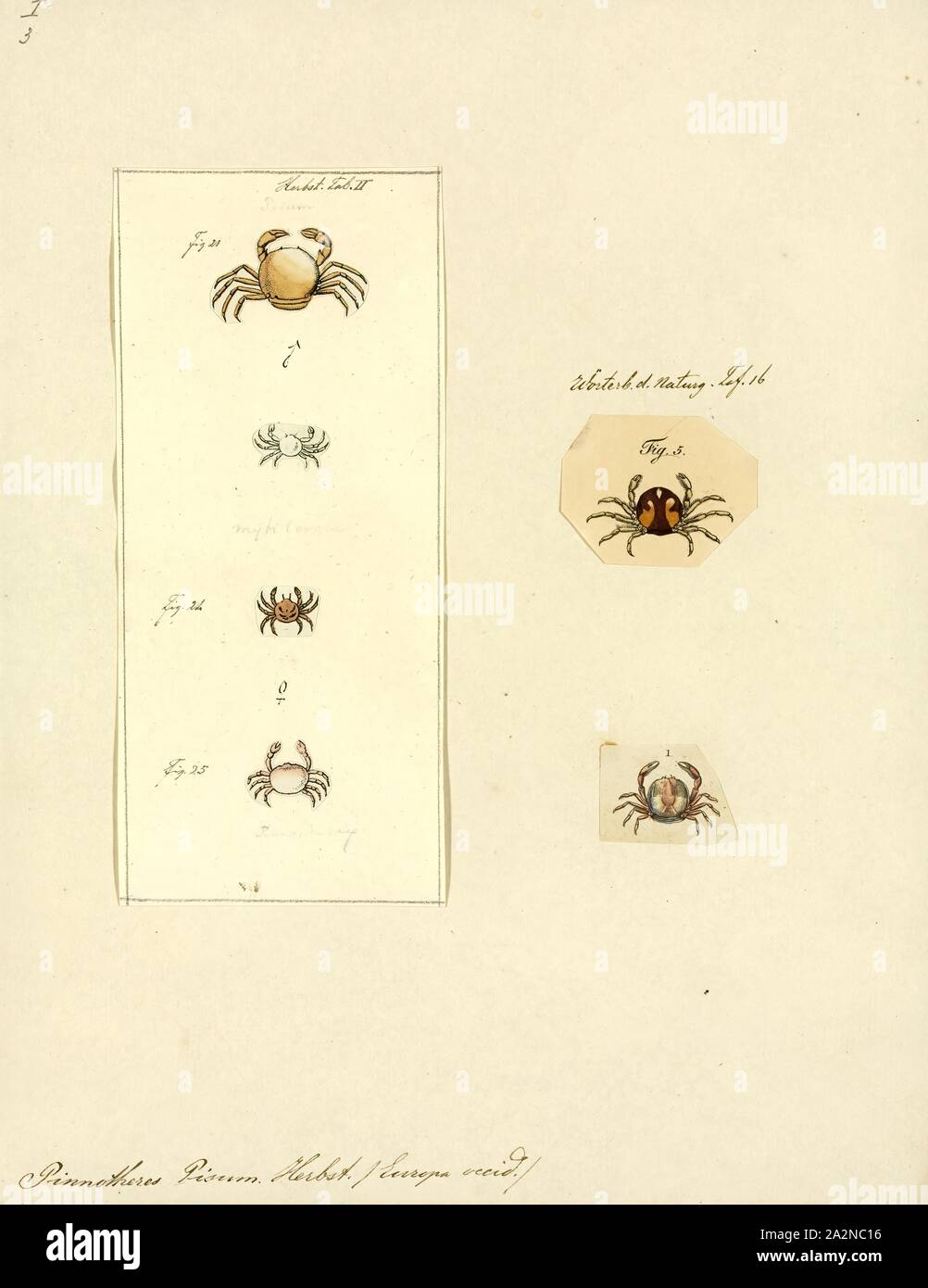 Pinnotheres pisum, Print, The pea crab, Pinnotheres pisum, is a small