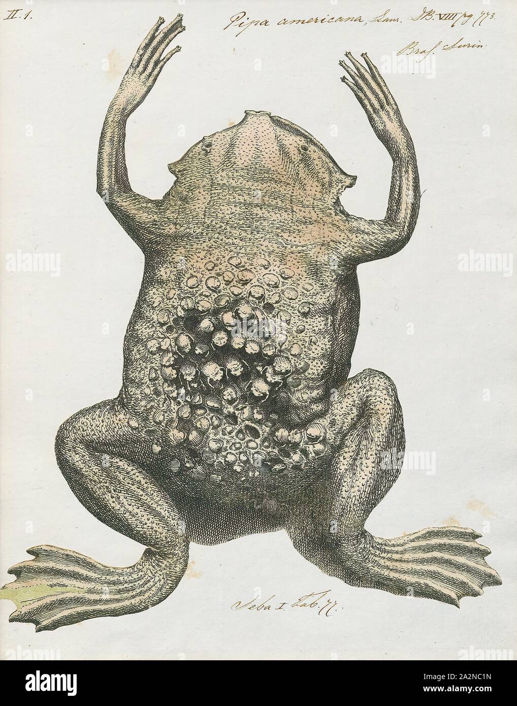 Pipa americana, Print, The common Suriname toad or star-fingered toad (Pipa pipa) is a species of frog in the family Pipidae found in Bolivia, Brazil, Colombia, Ecuador, French Guiana, Guyana, Peru, Suriname, Trinidad and Tobago, and Venezuela. In Spanish it is called aparo, rana comun de celdillas, rana tablacha, sapo chinelo, sapo chola, or sapo de celdas. In Portuguese, it is known as sapo pipa due to its shape, as 'pipa' means kite. Its natural habitats are subtropical or tropical moist lowland forests, subtropical or tropical swamps, swamps, freshwater marshes, and intermittent freshwater Stock Photo
