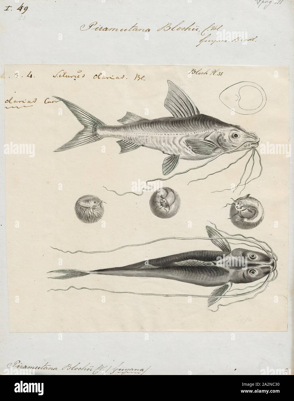 Piramutana blochii, Print, 1700-1880 Stock Photo