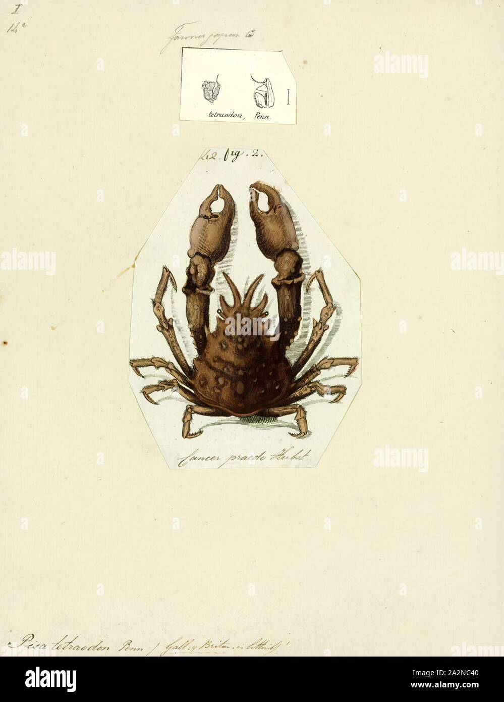 Pisa tetraodon, Print, Four horned spider crab Stock Photo