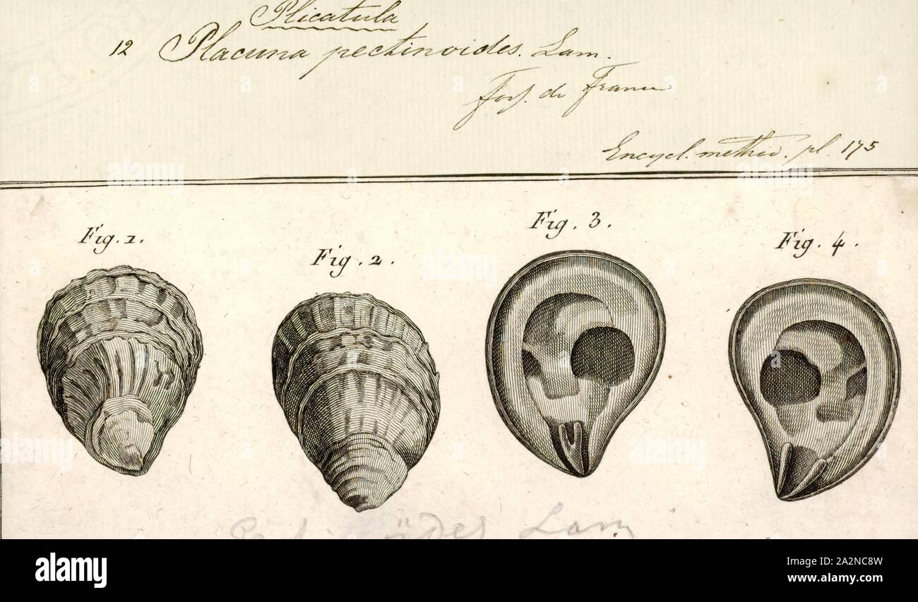 Placuna pectinoides, Print, Placunidae, also known as windowpane oysters, windowpane shells, and