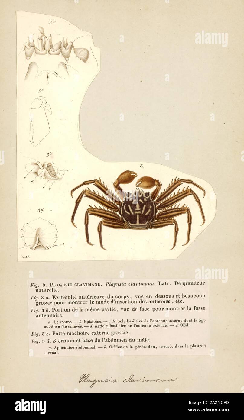 Plagusia clavimana, Print, Plagusia is a genus of crabs in the family Plagusiidae Stock Photo