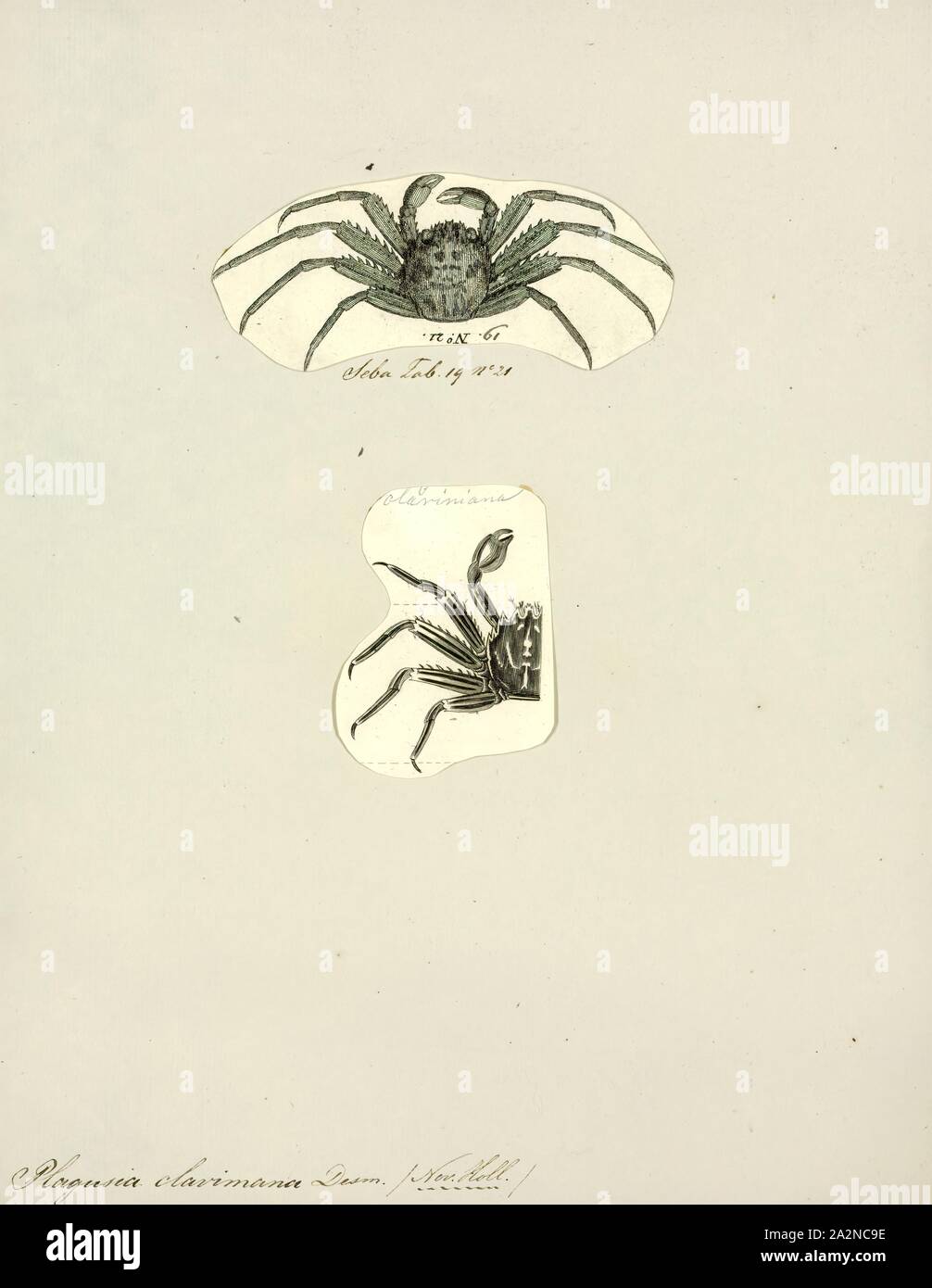 Plagusia clavimana, Print, Plagusia is a genus of crabs in the family Plagusiidae Stock Photo