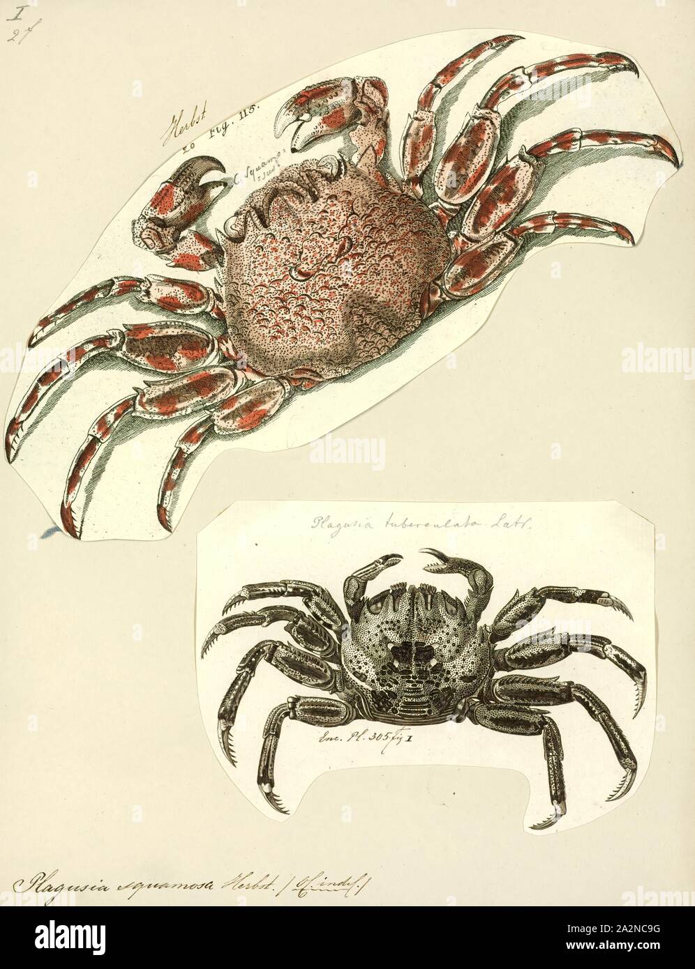 Plagusia squamosa, Print, Plagusia squamosa is a marine crab of the family Plagusiidae, formerly considered a subspecies of Plagusia depressa (as P. d. tuberculata). It is found in tropical Indo-Pacific oceans. P. squamosa's carapace is bumpy and quite coarse, seemingly scaly, leading to its common name: The Scaly Rock Crab Stock Photo