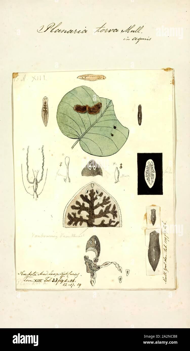 Planaria hi-res stock photography and images - Alamy