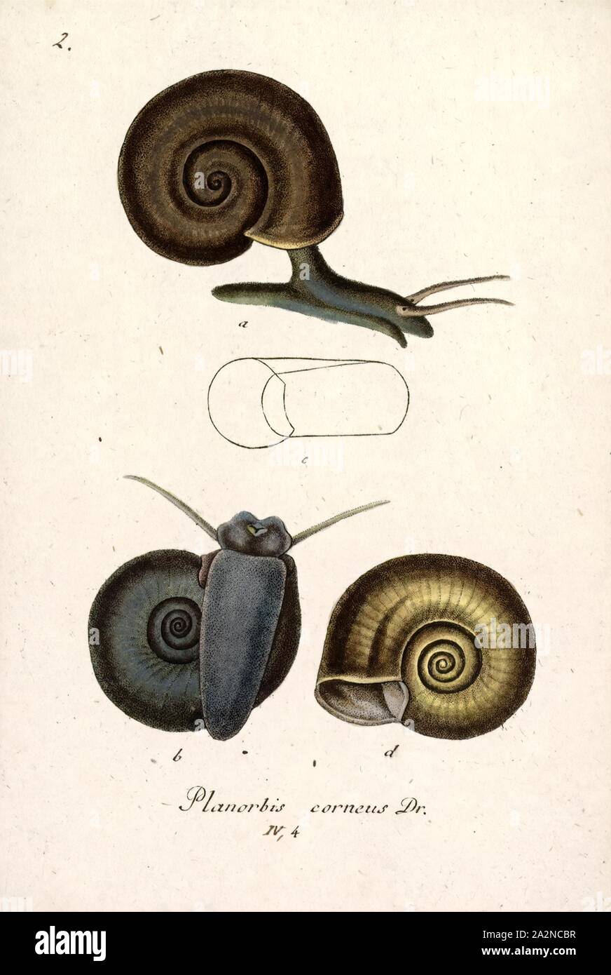 Planorbis corneus, Print, Planorbarius corneus, common name the great ramshorn, is a relatively large species of air-breathing freshwater snail, an aquatic pulmonate gastropod mollusk in the family Planorbidae, the ram's horn snails, or planorbids, which all have sinistral or left-coiling shells Stock Photo