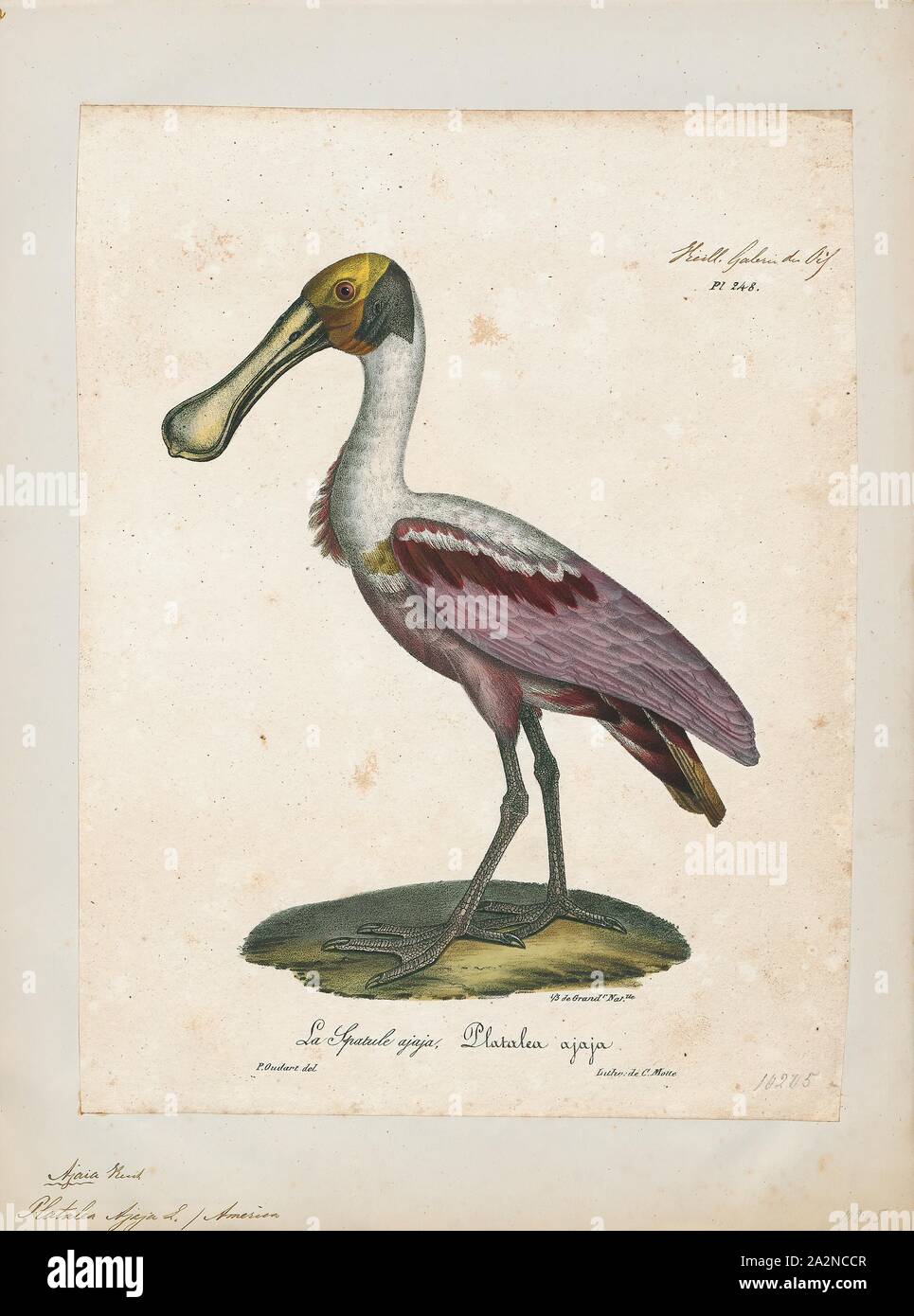 Platalea ajaja, Print, The roseate spoonbill (Platalea ajaja) - sometimes placed in its own genus Ajaia - is a gregarious wading bird of the ibis and spoonbill family, Threskiornithidae. It is a resident breeder in South America mostly east of the Andes, and in coastal regions of the Caribbean, Central America, Mexico, the Gulf Coast of the United States, and from central Florida's Atlantic coast at Merritt Island National Wildlife Refuge, adjoined with NASA Kennedy Space Center at least as far north as South Carolina's Huntington Beach State Park., 1825-1834 Stock Photo