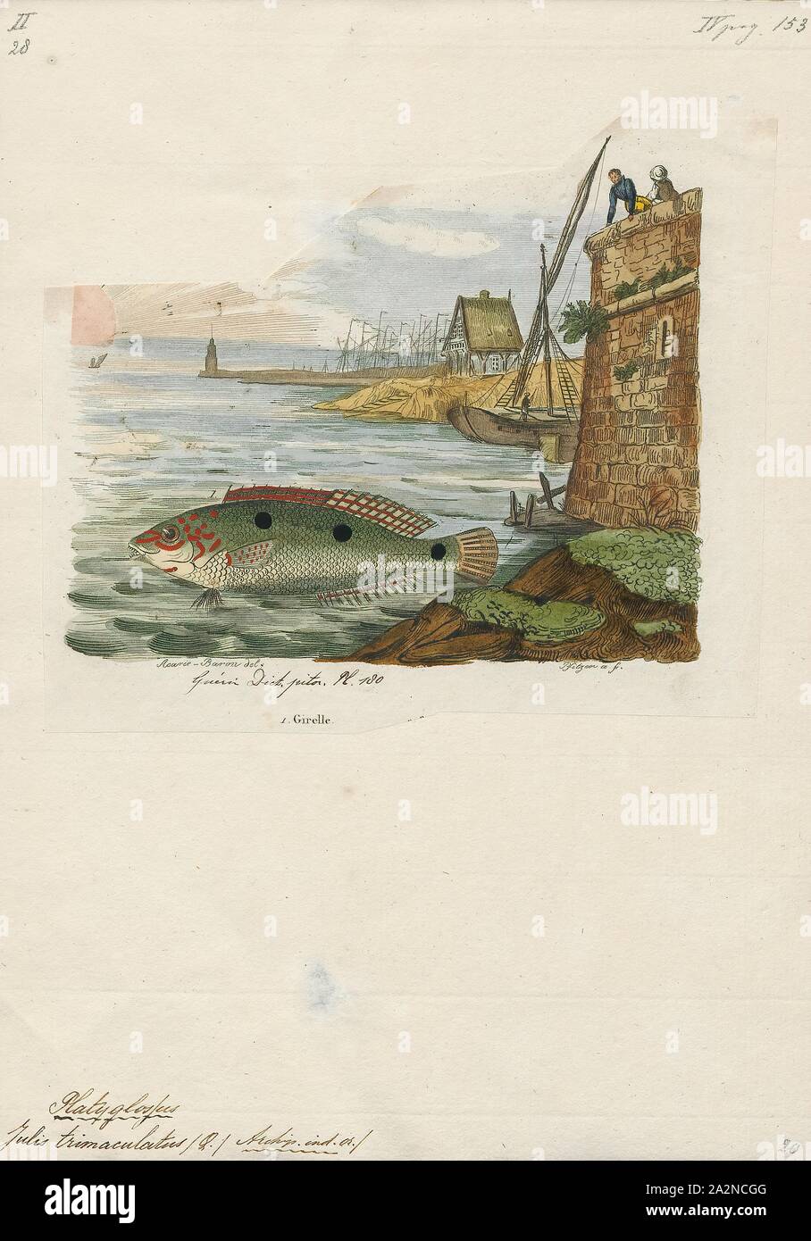 Platyglossus trimaculatus, Print, 1833-1839 Stock Photo