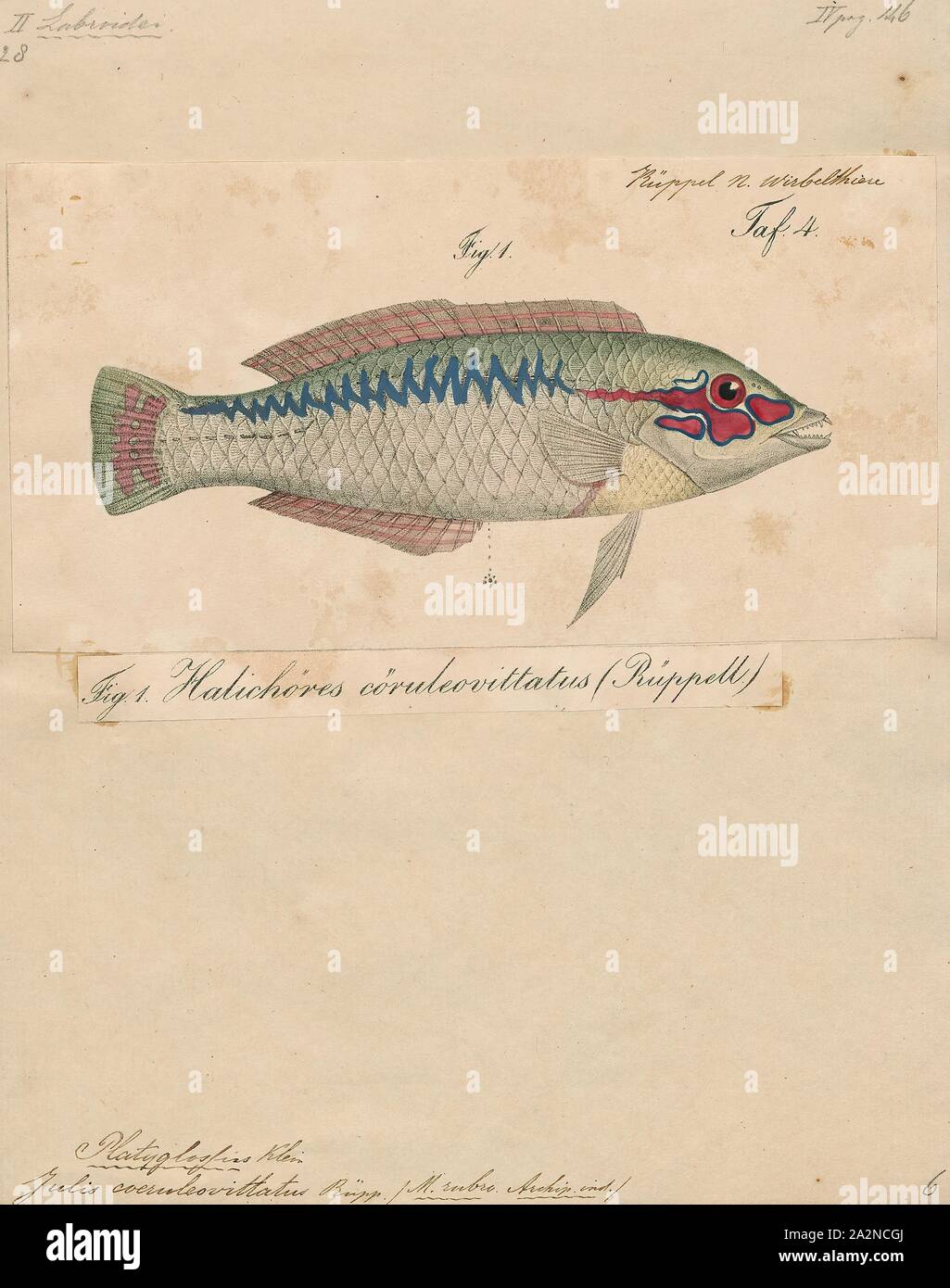 Platyglossus scapularis, Print, 1835 Stock Photo